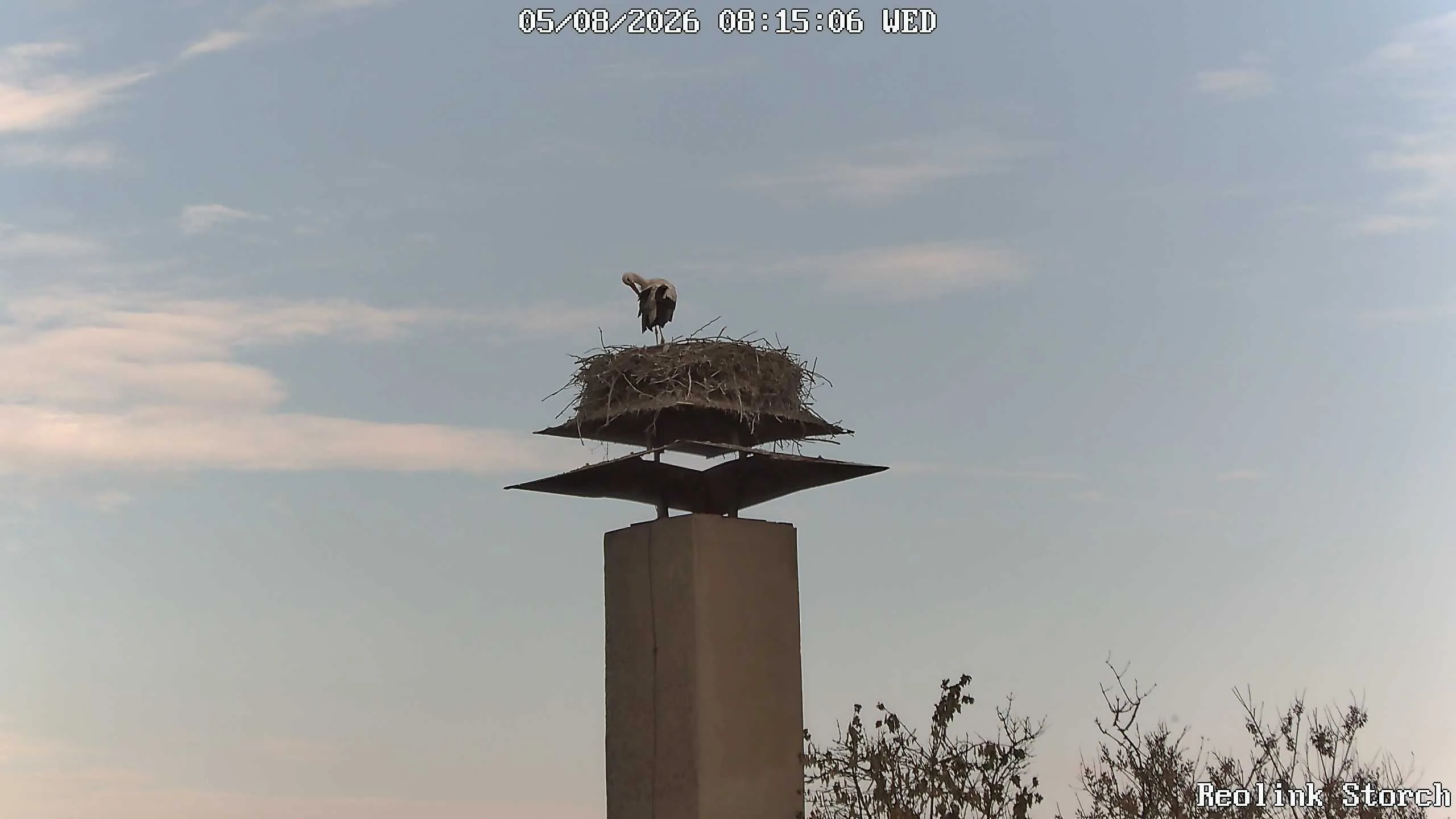 Storchencam Bild