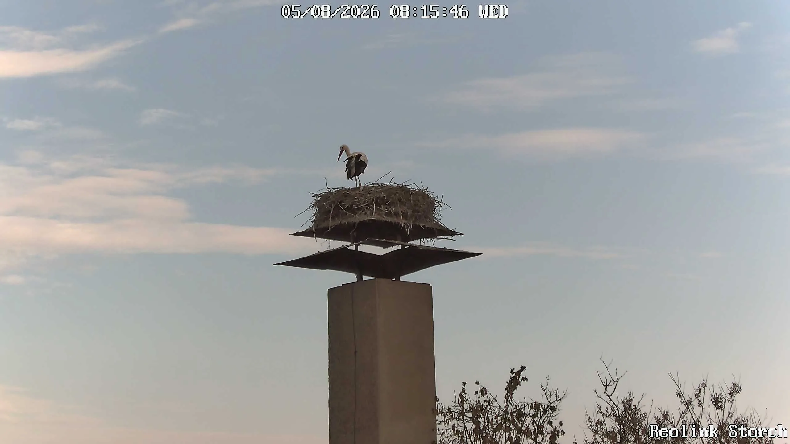 Storchencam Bild
