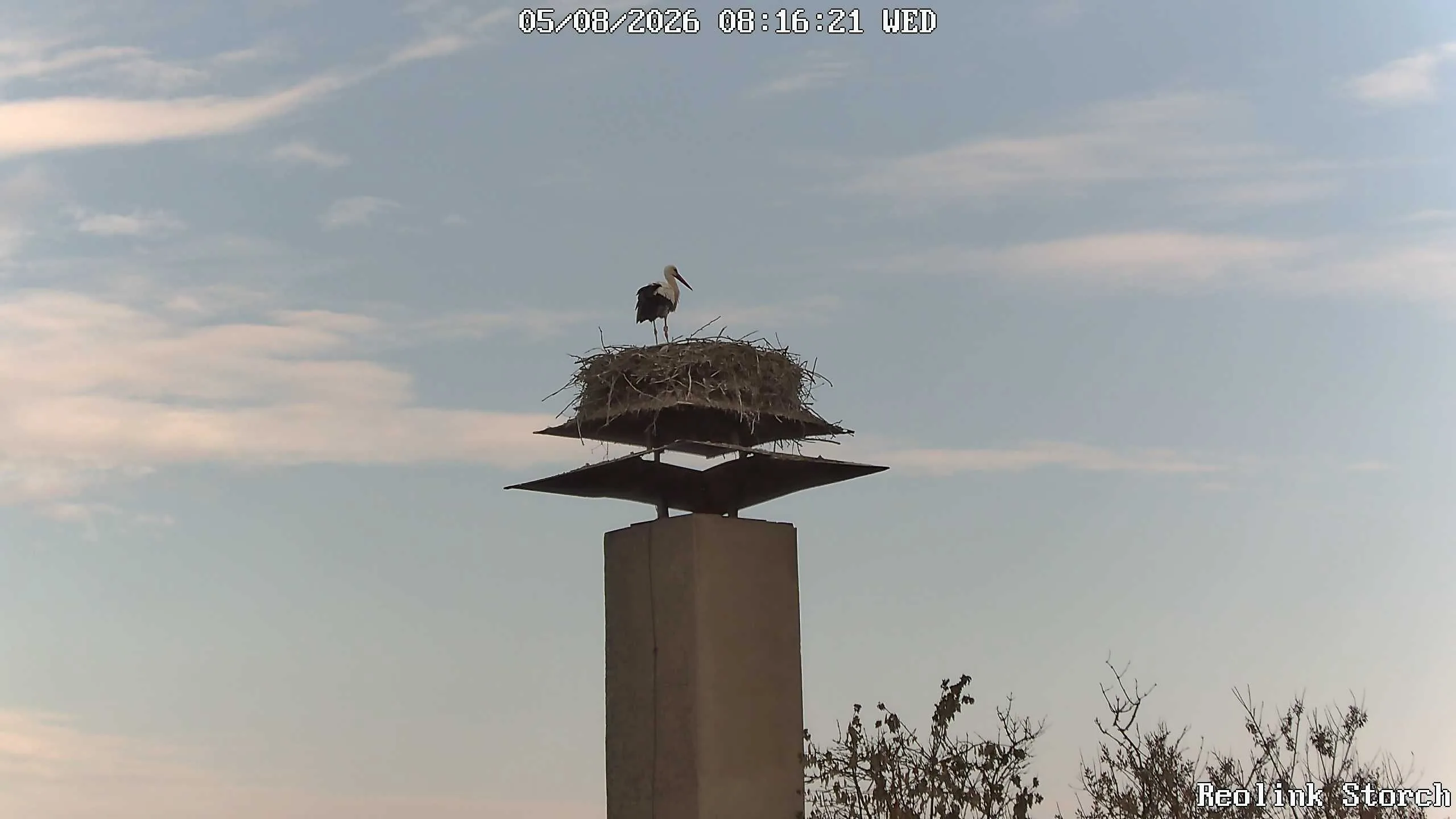 Storchencam Bild