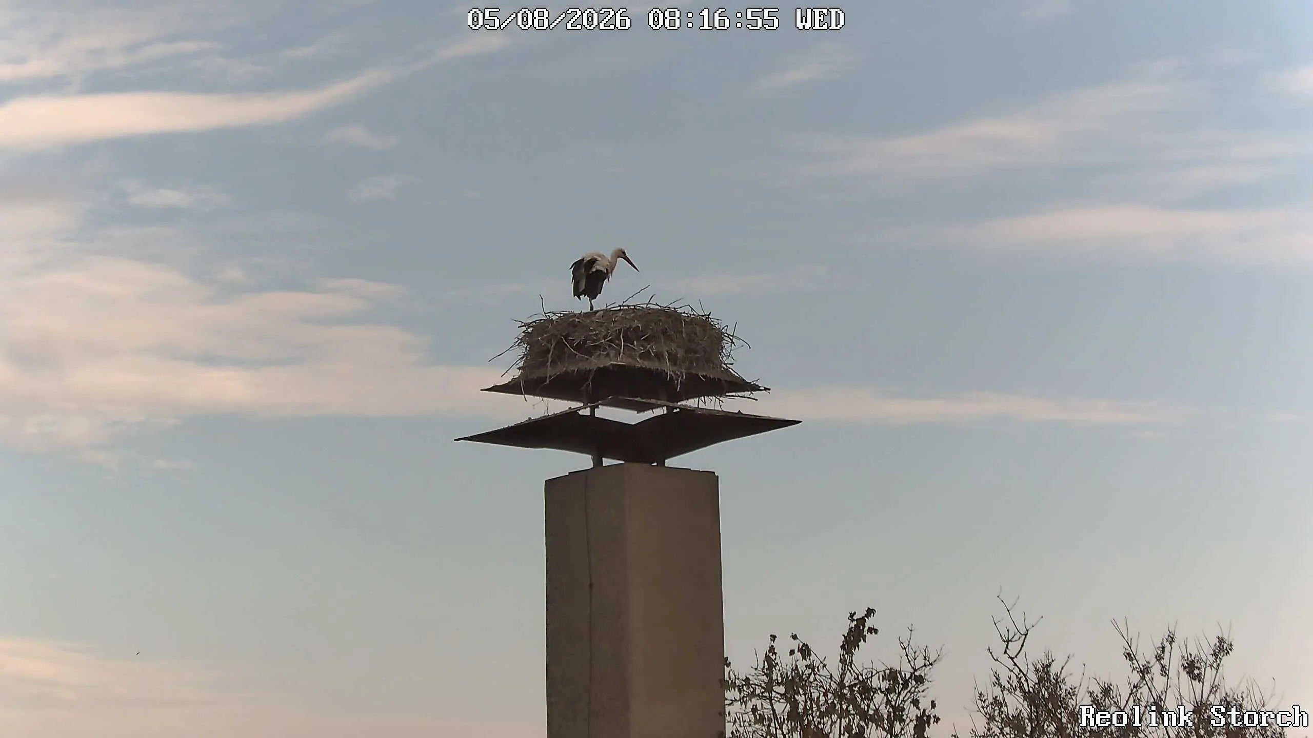 Storchencam Bild