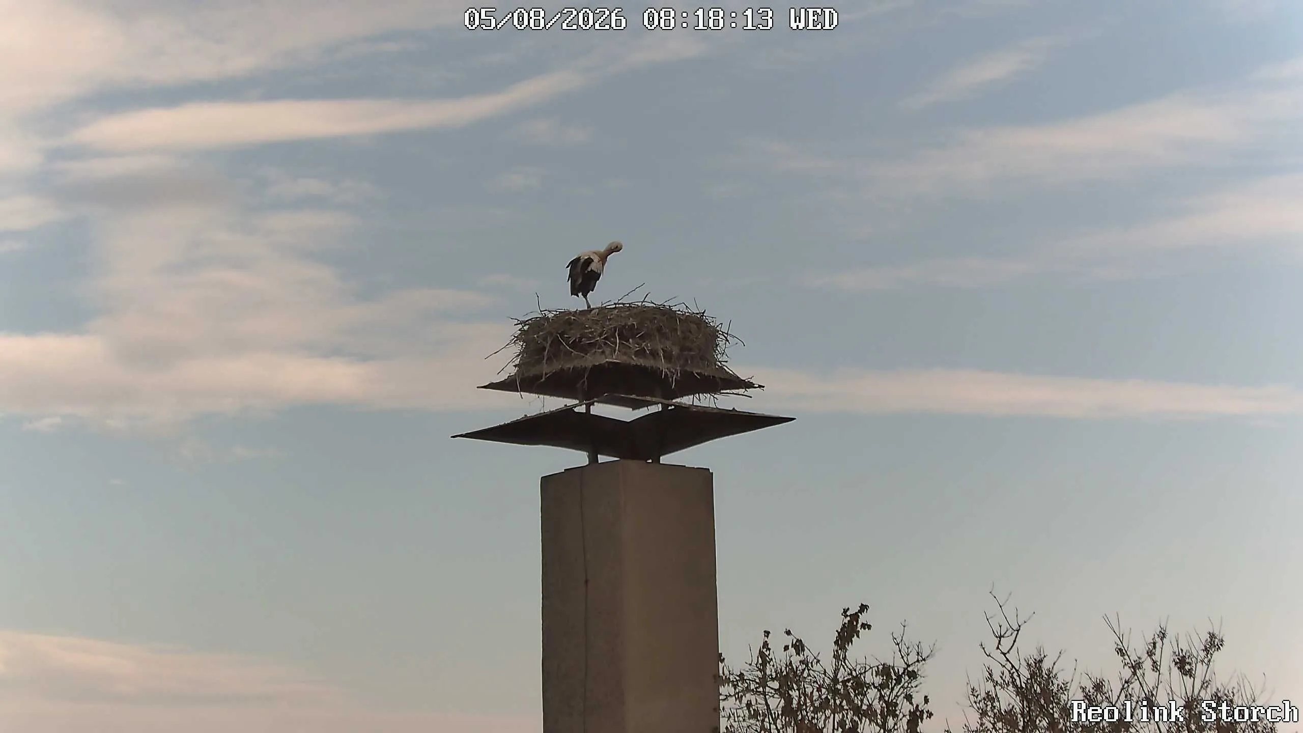 Storchencam Bild