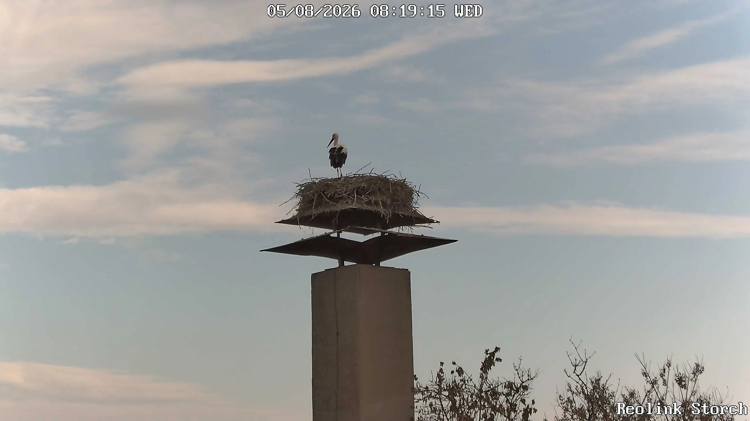 Storchencam Bild
