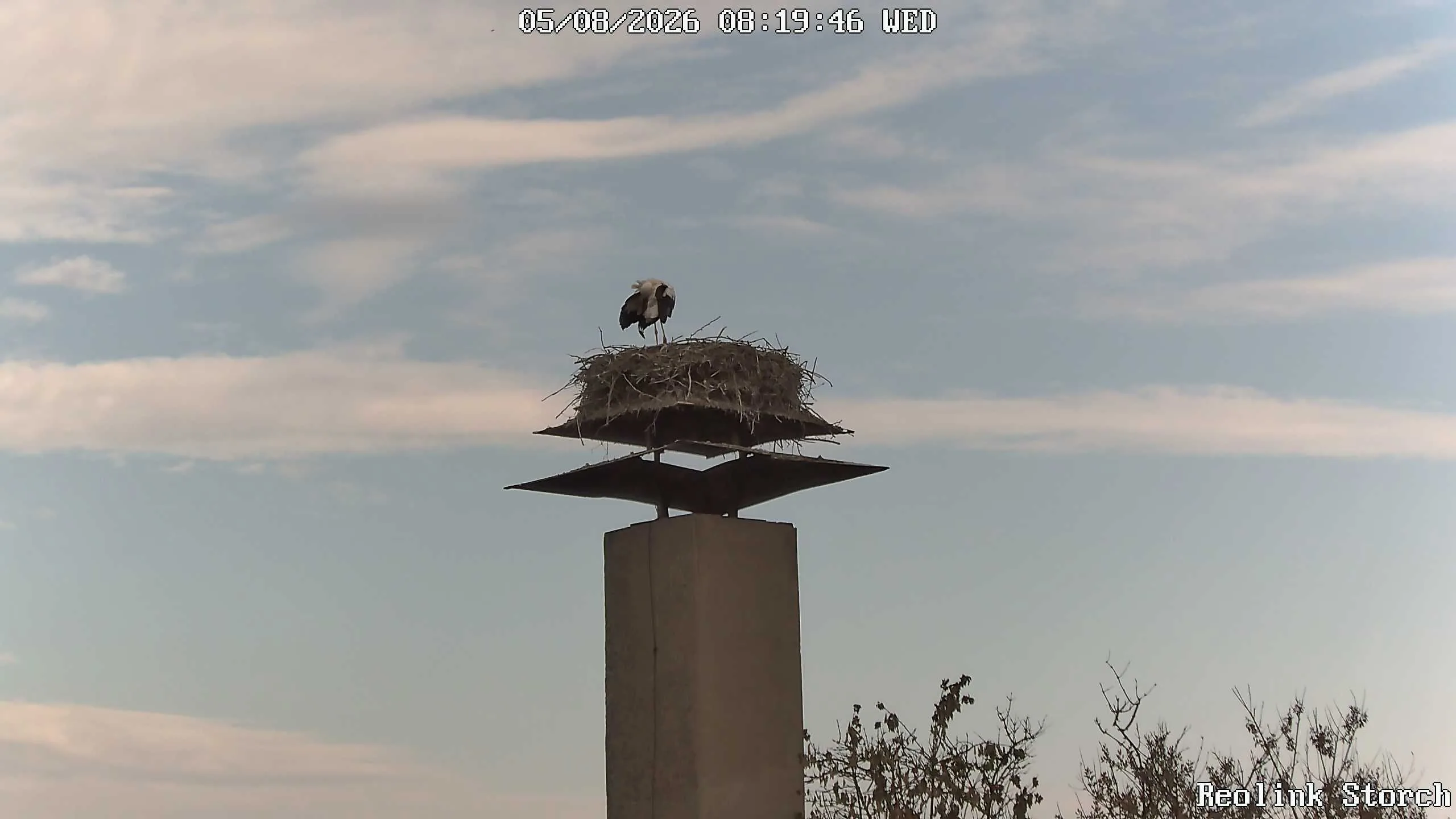 Storchencam Bild