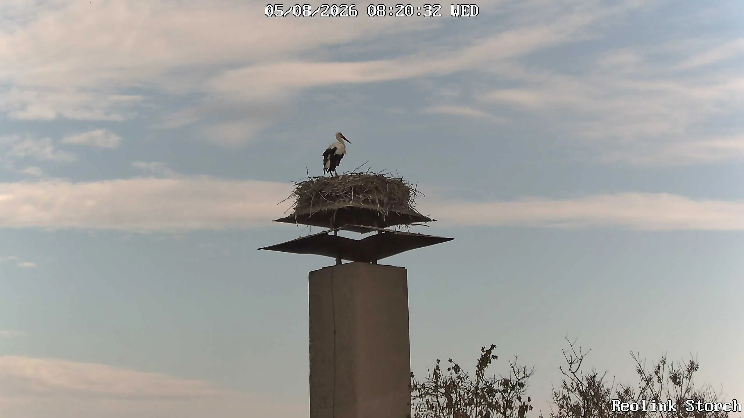 Storchencam Bild