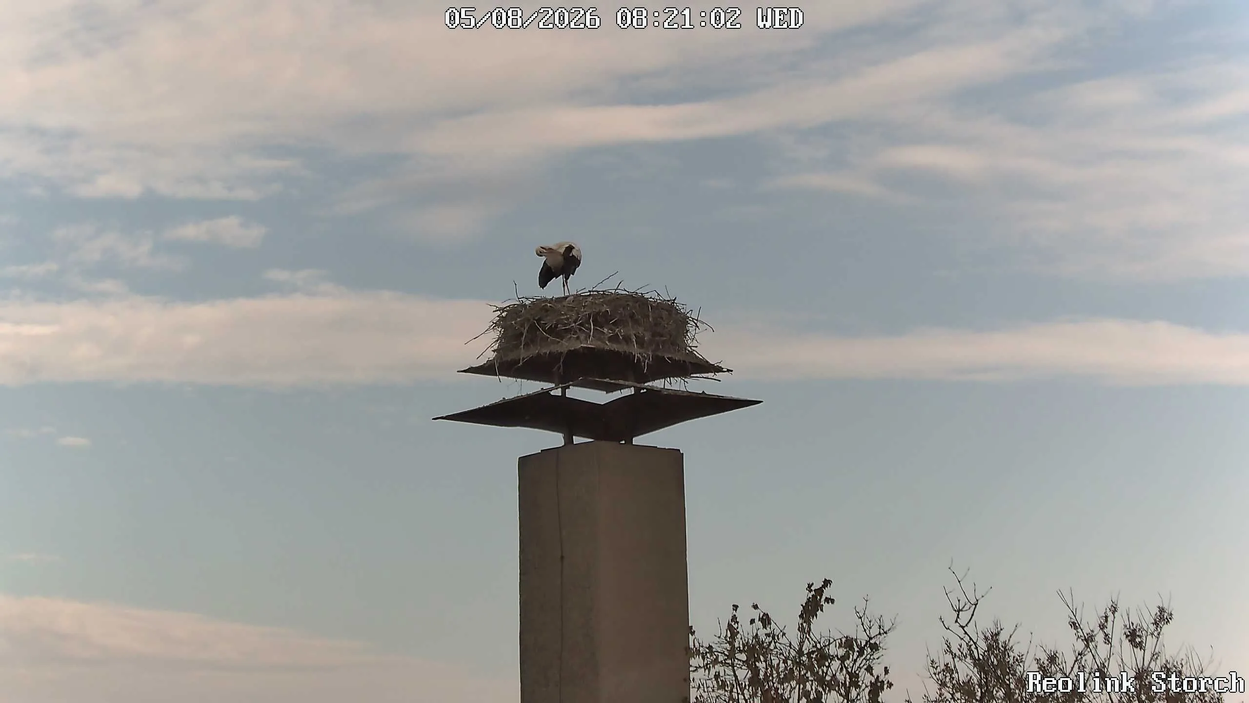 Storchencam Bild