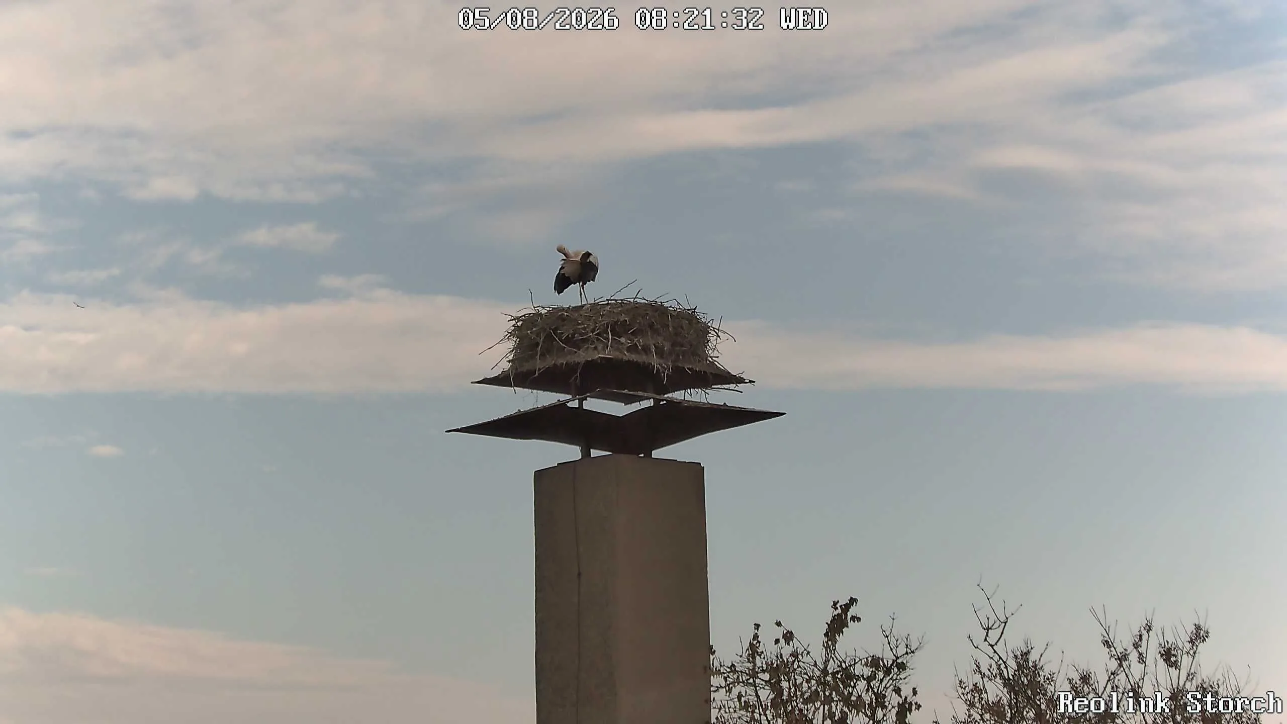 Storchencam Bild