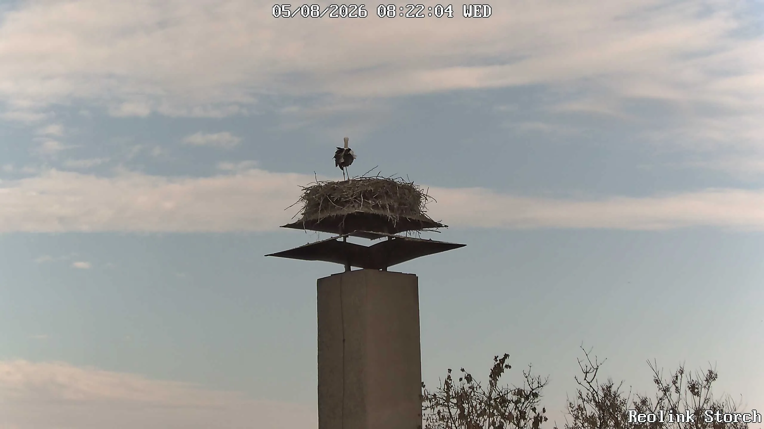 Storchencam Bild
