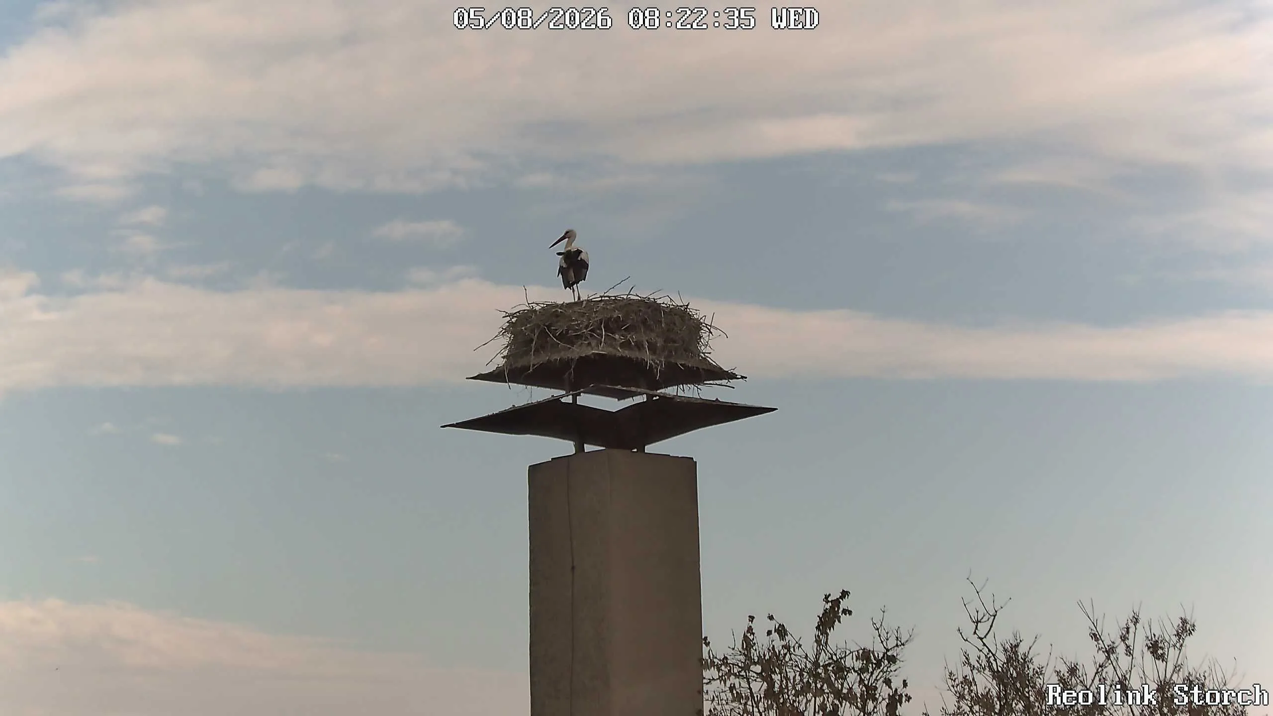 Storchencam Bild