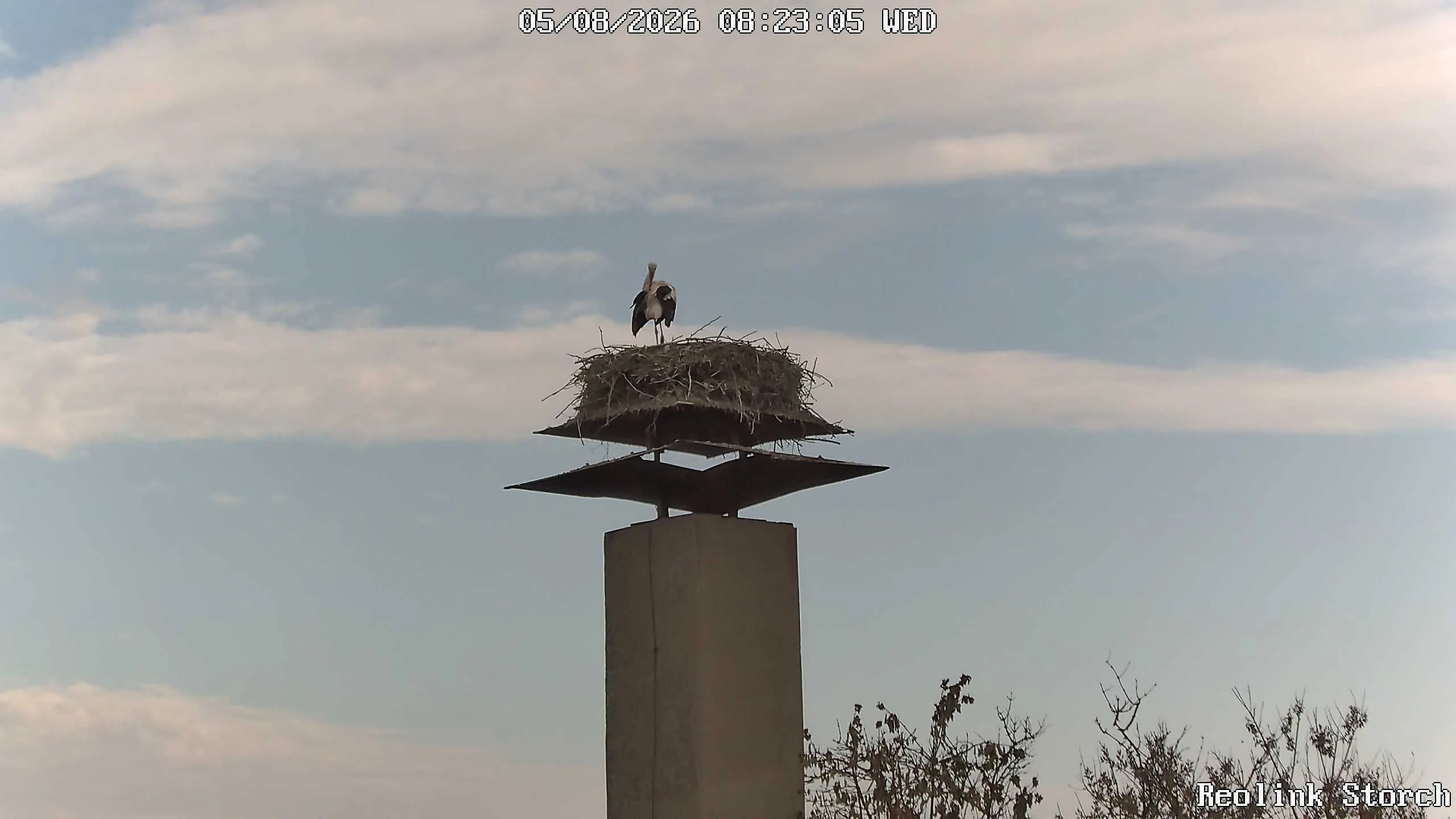 Storchencam Bild