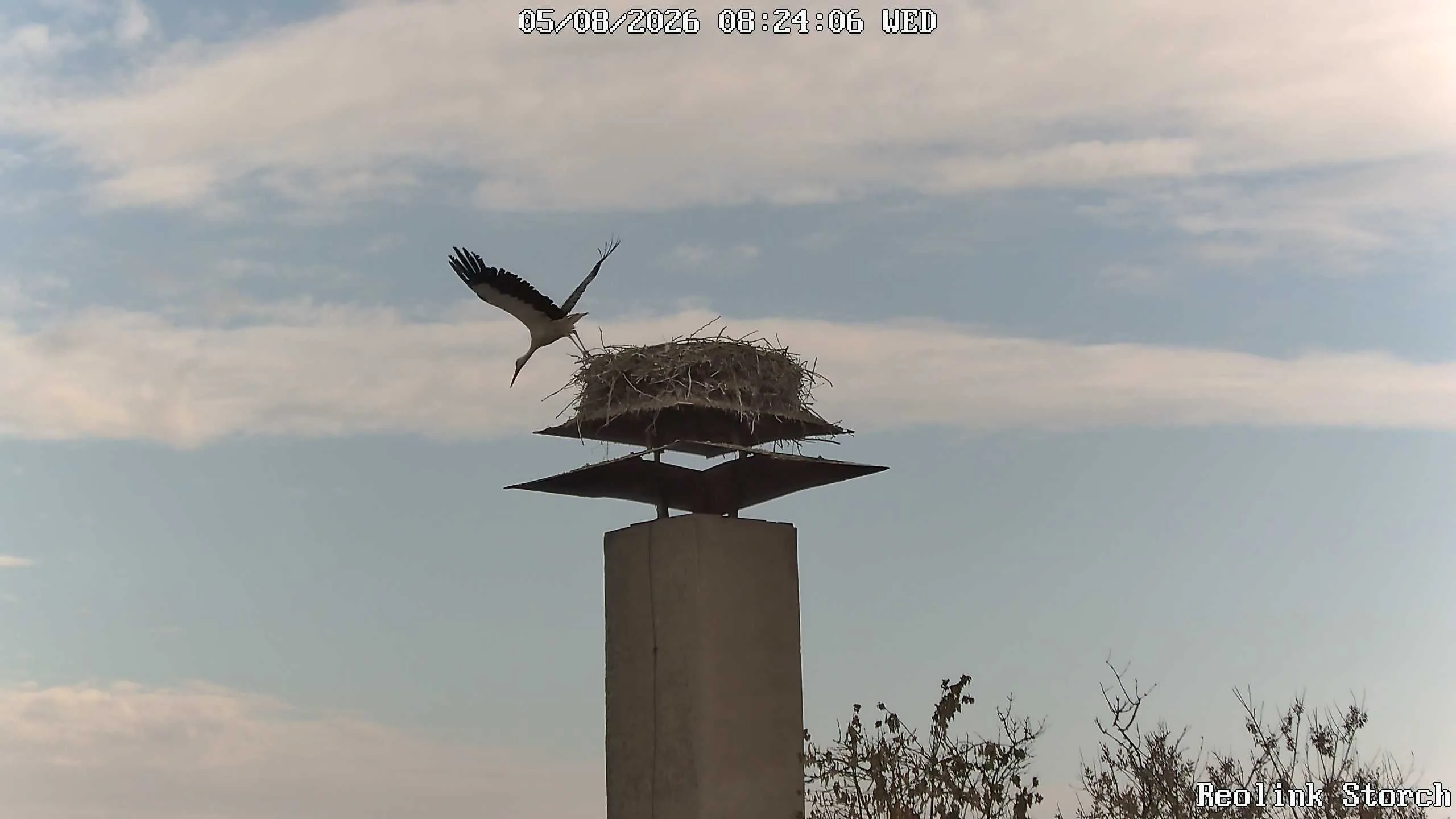 Storchencam Bild