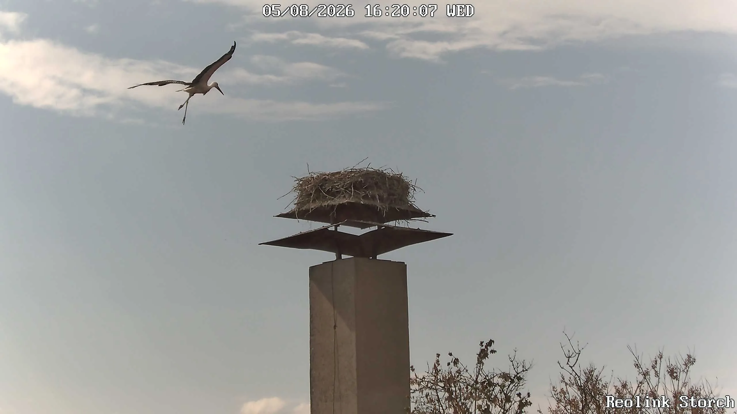 Storchencam Bild