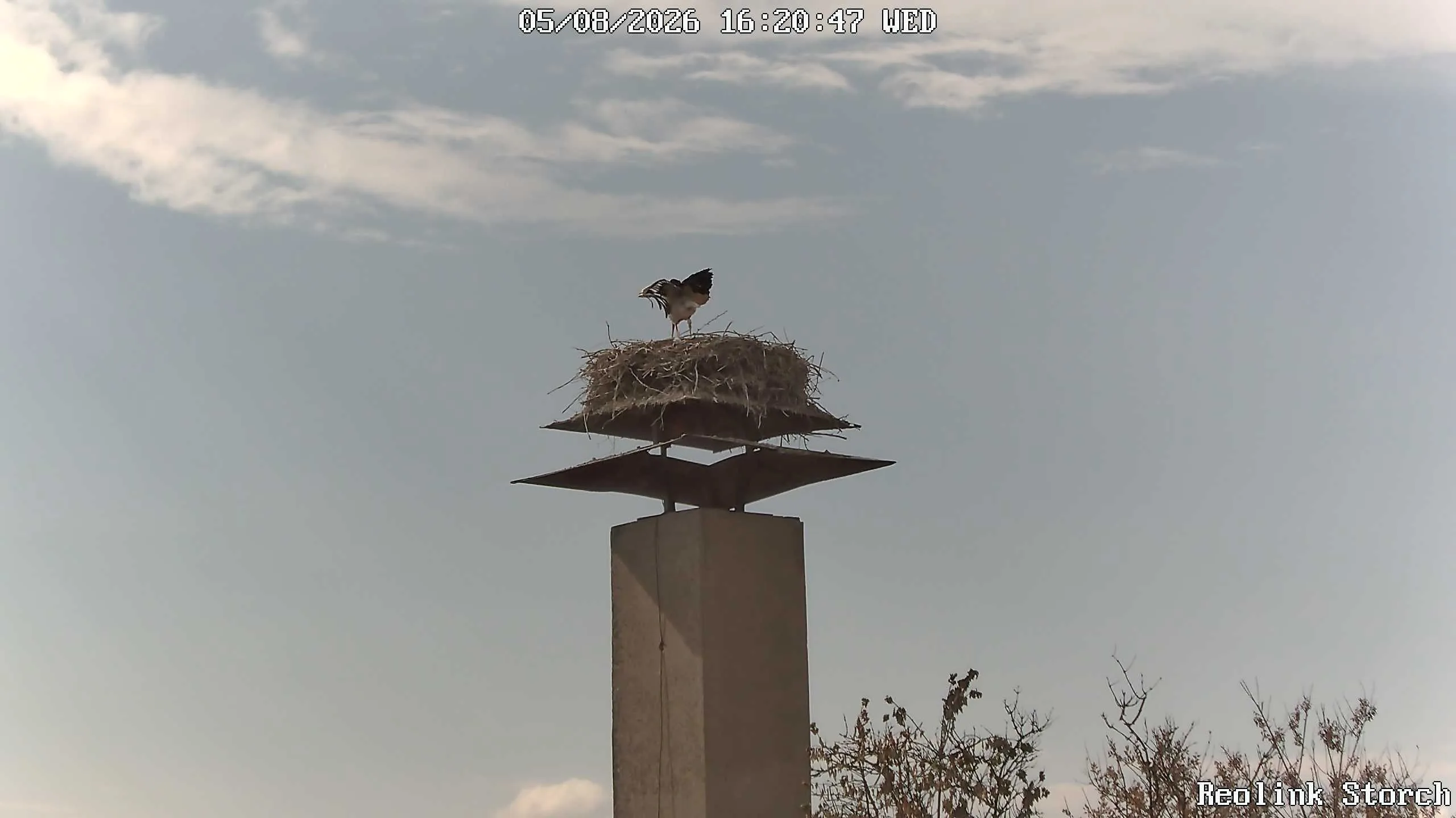 Storchencam Bild