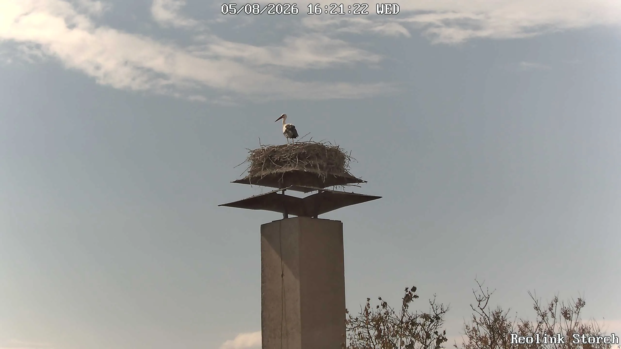 Storchencam Bild