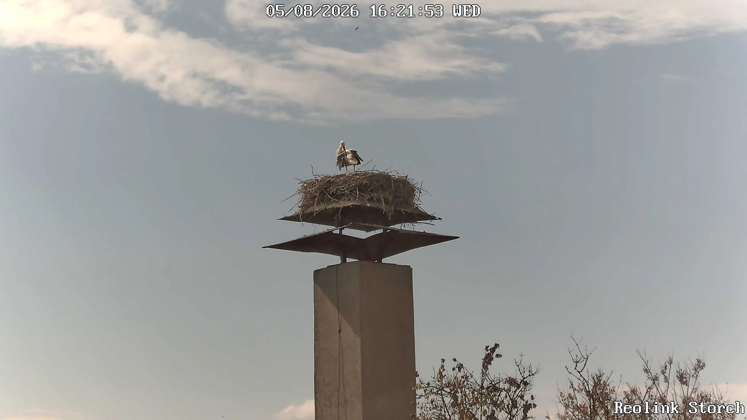 Storchencam Bild