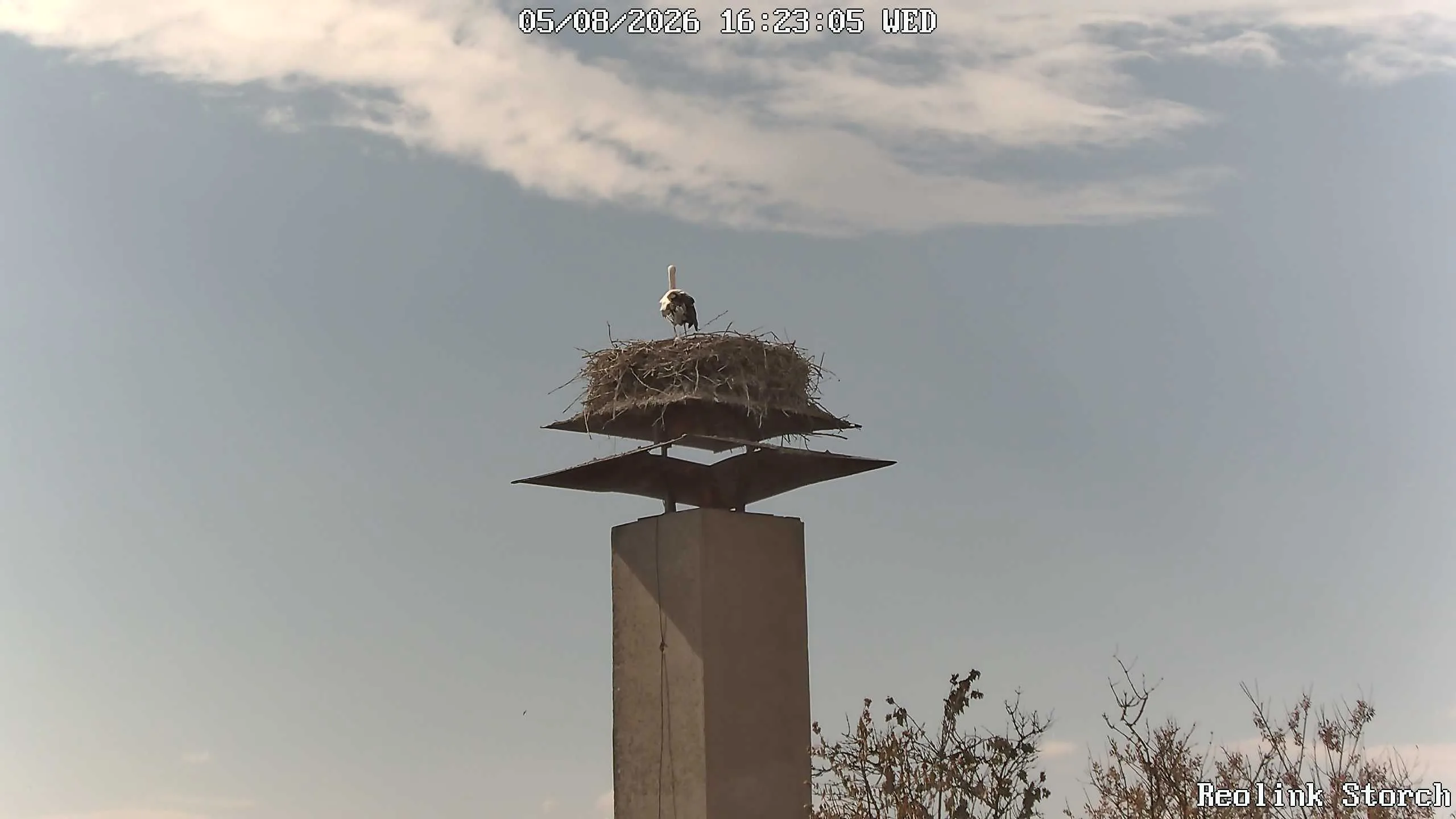 Storchencam Bild