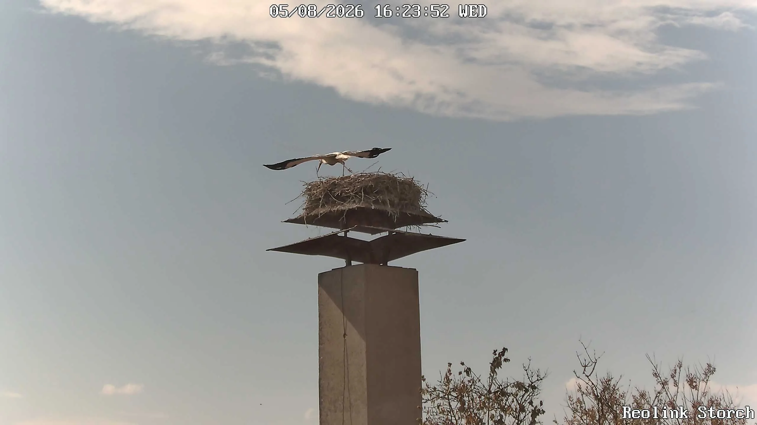 Storchencam Bild