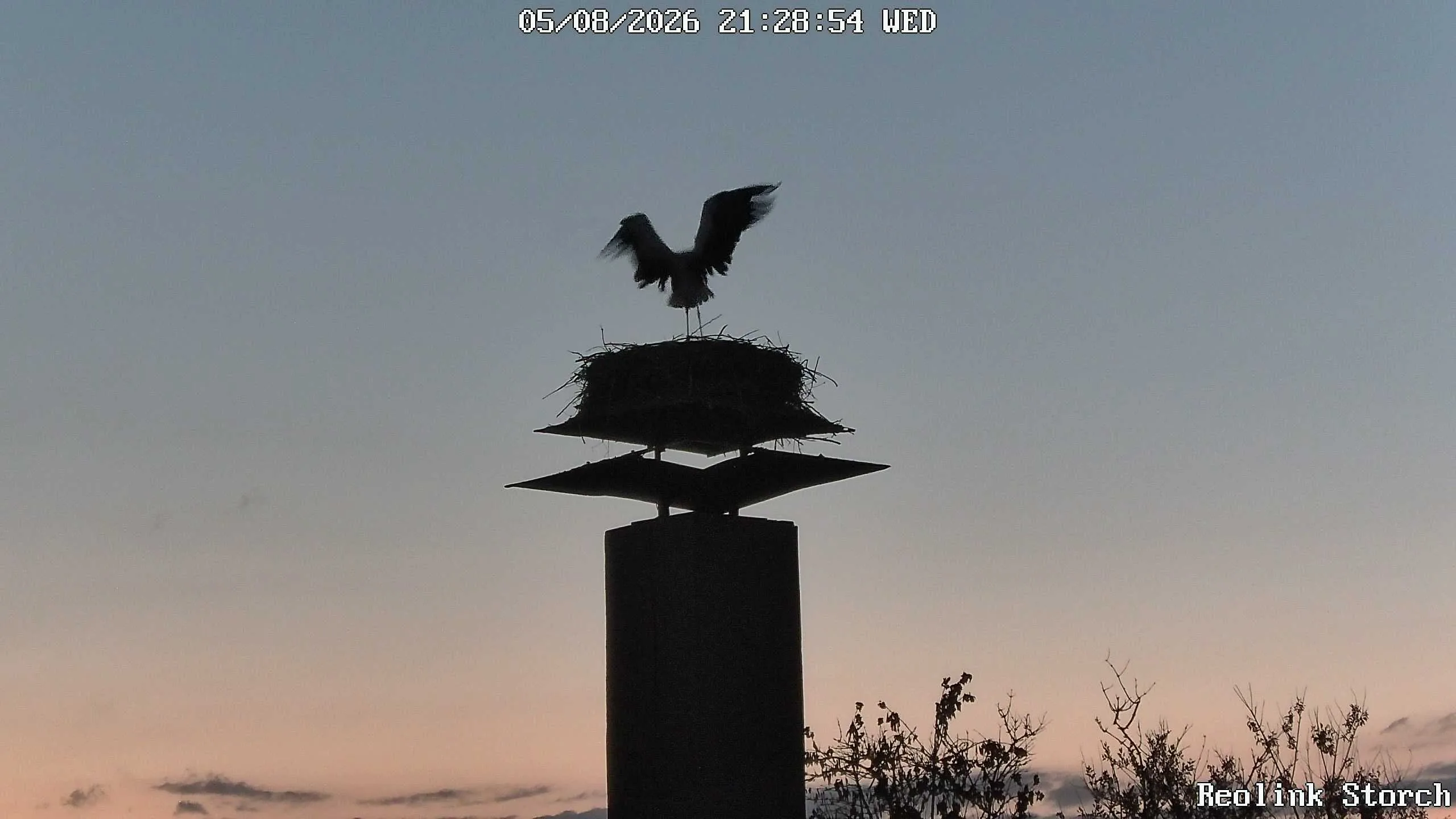 Storchencam Bild