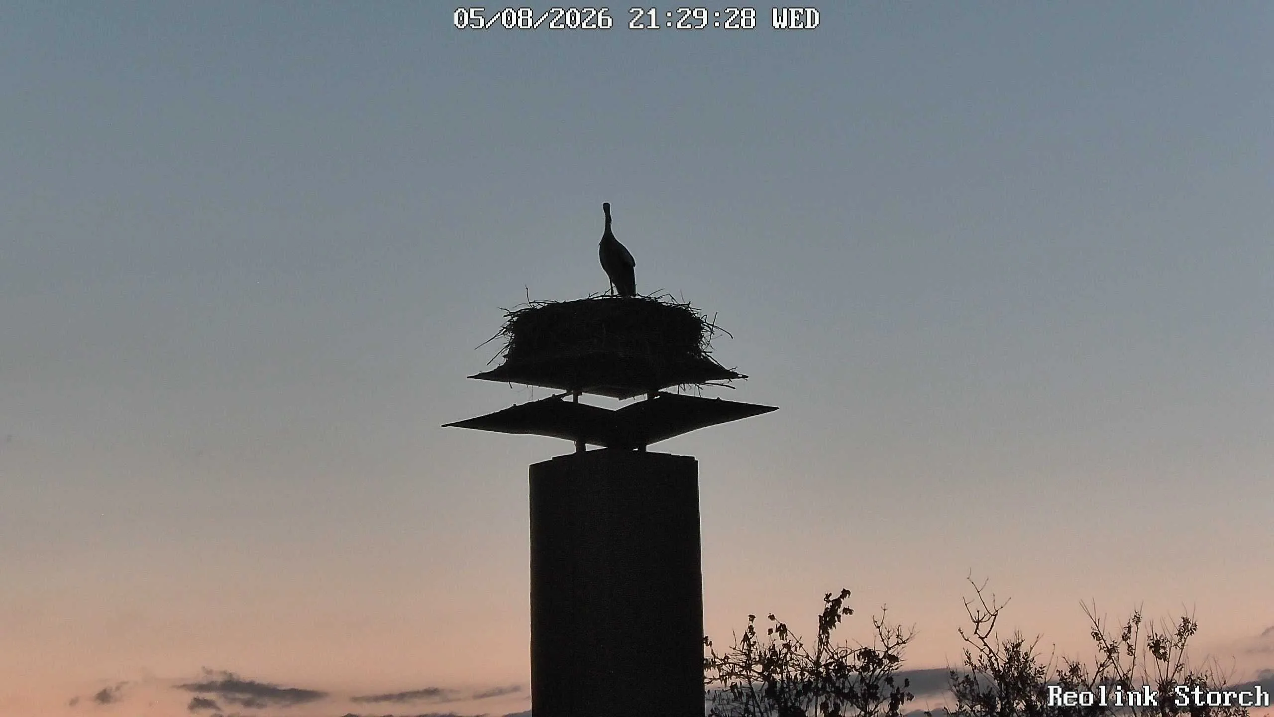 Storchencam Bild