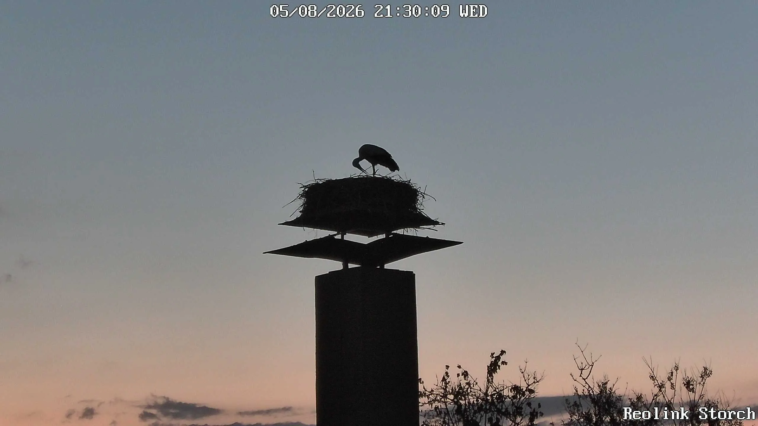 Storchencam Bild