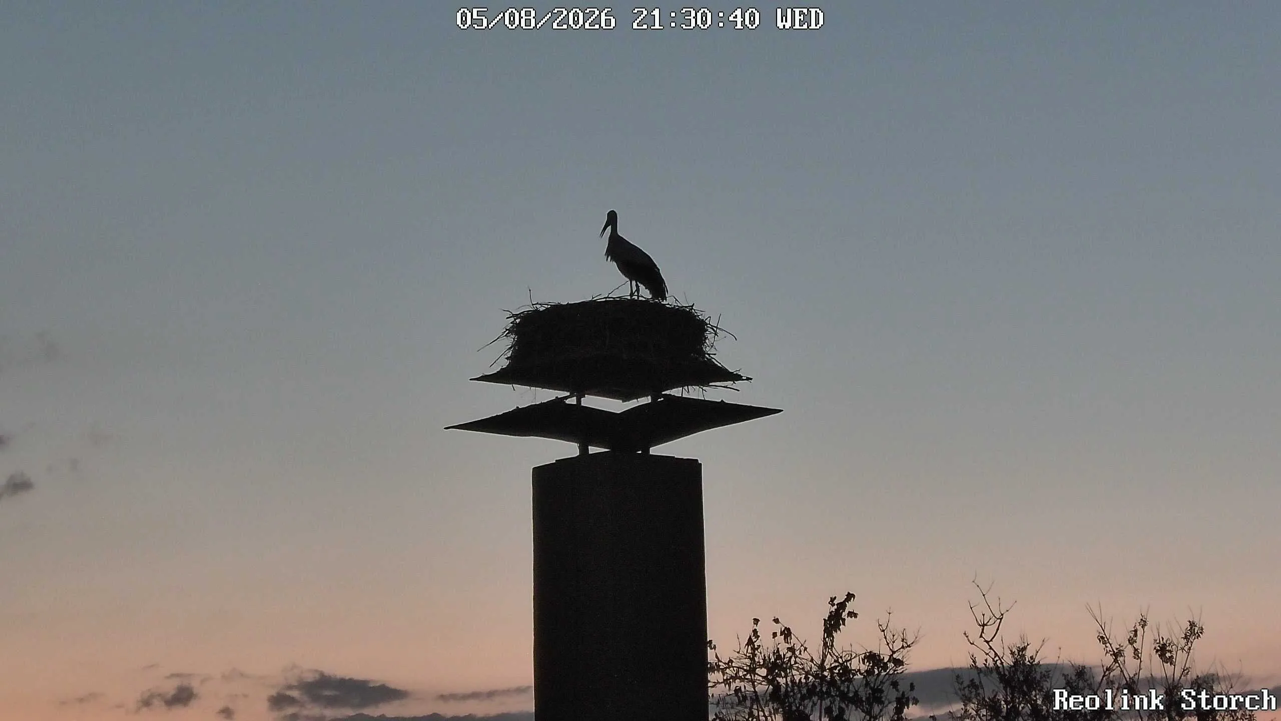 Storchencam Bild