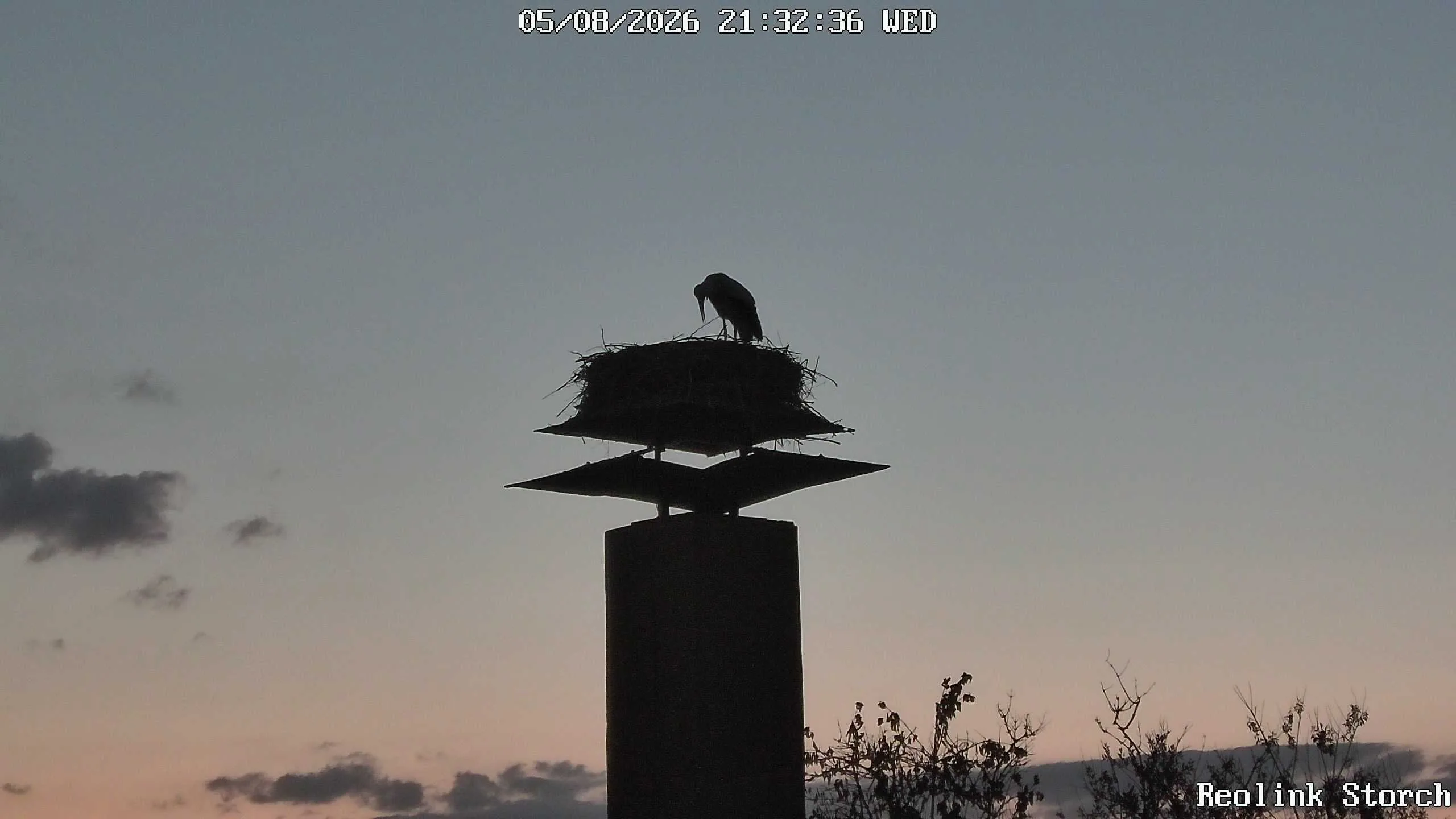 Storchencam Bild