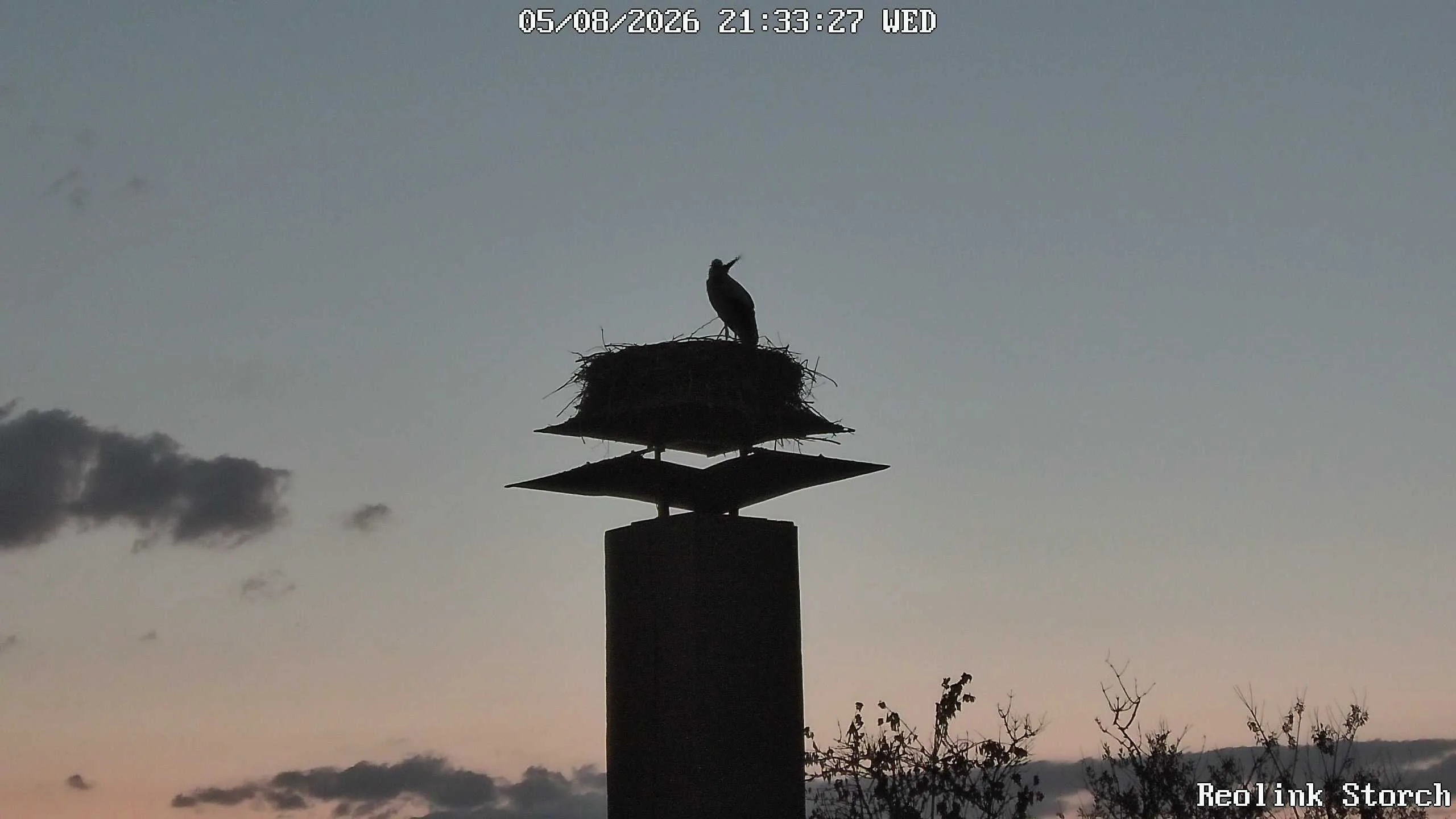Storchencam Bild