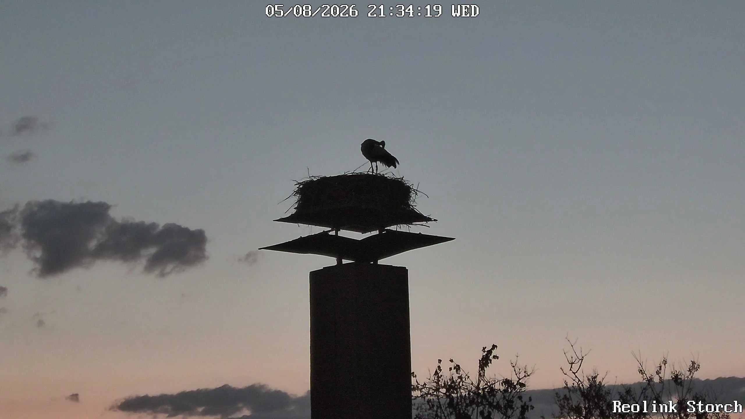 Storchencam Bild
