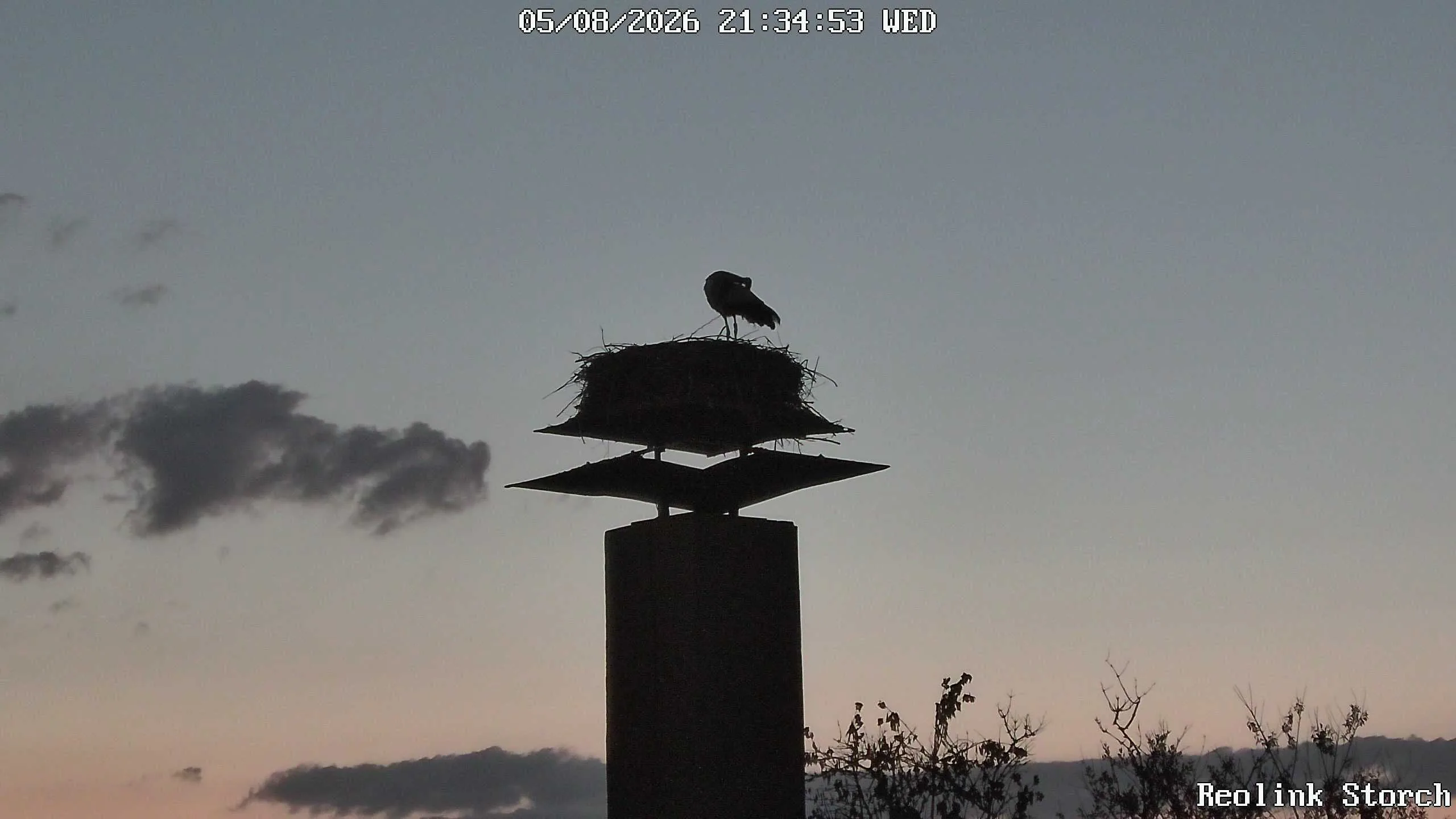 Storchencam Bild