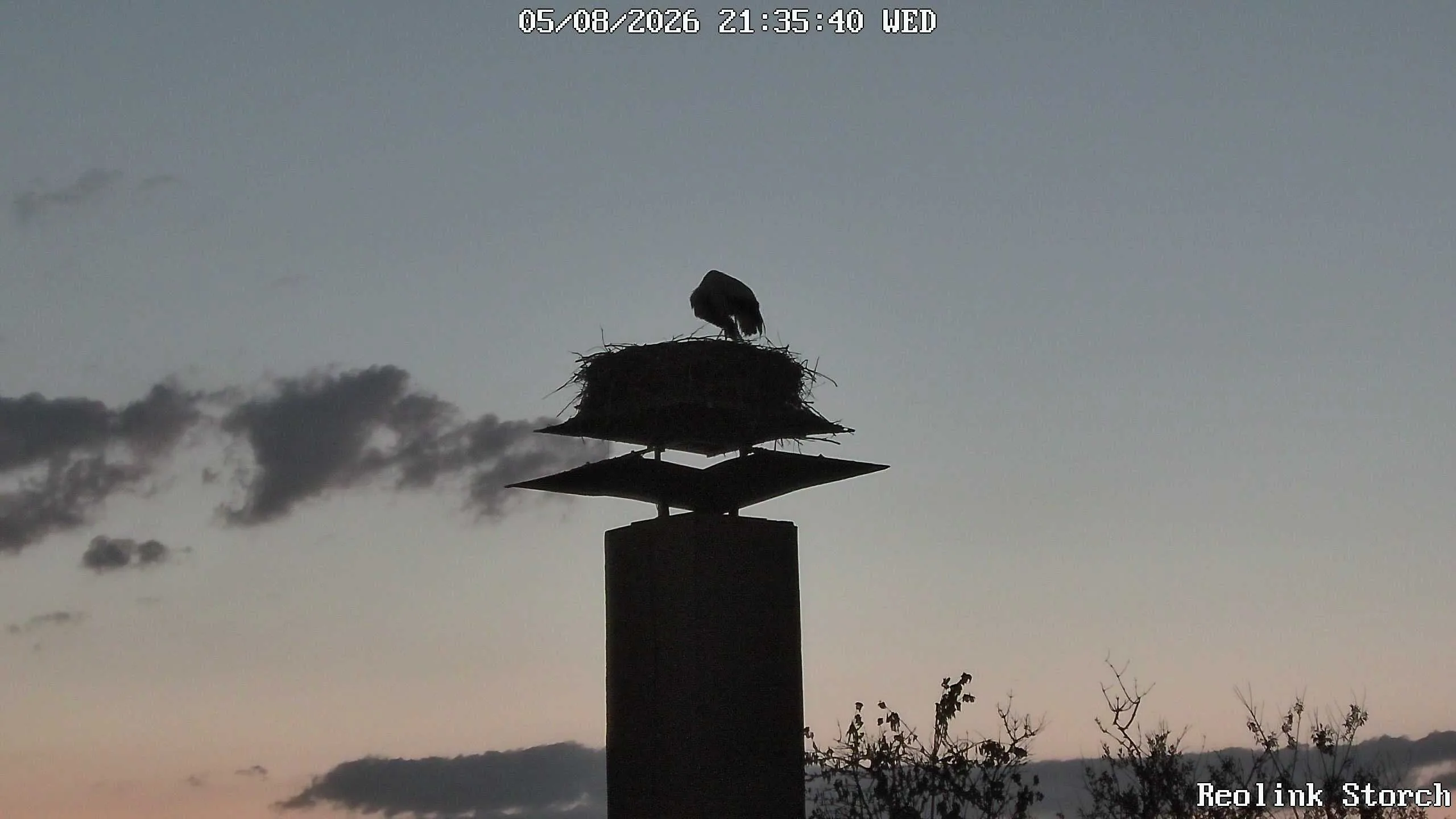 Storchencam Bild