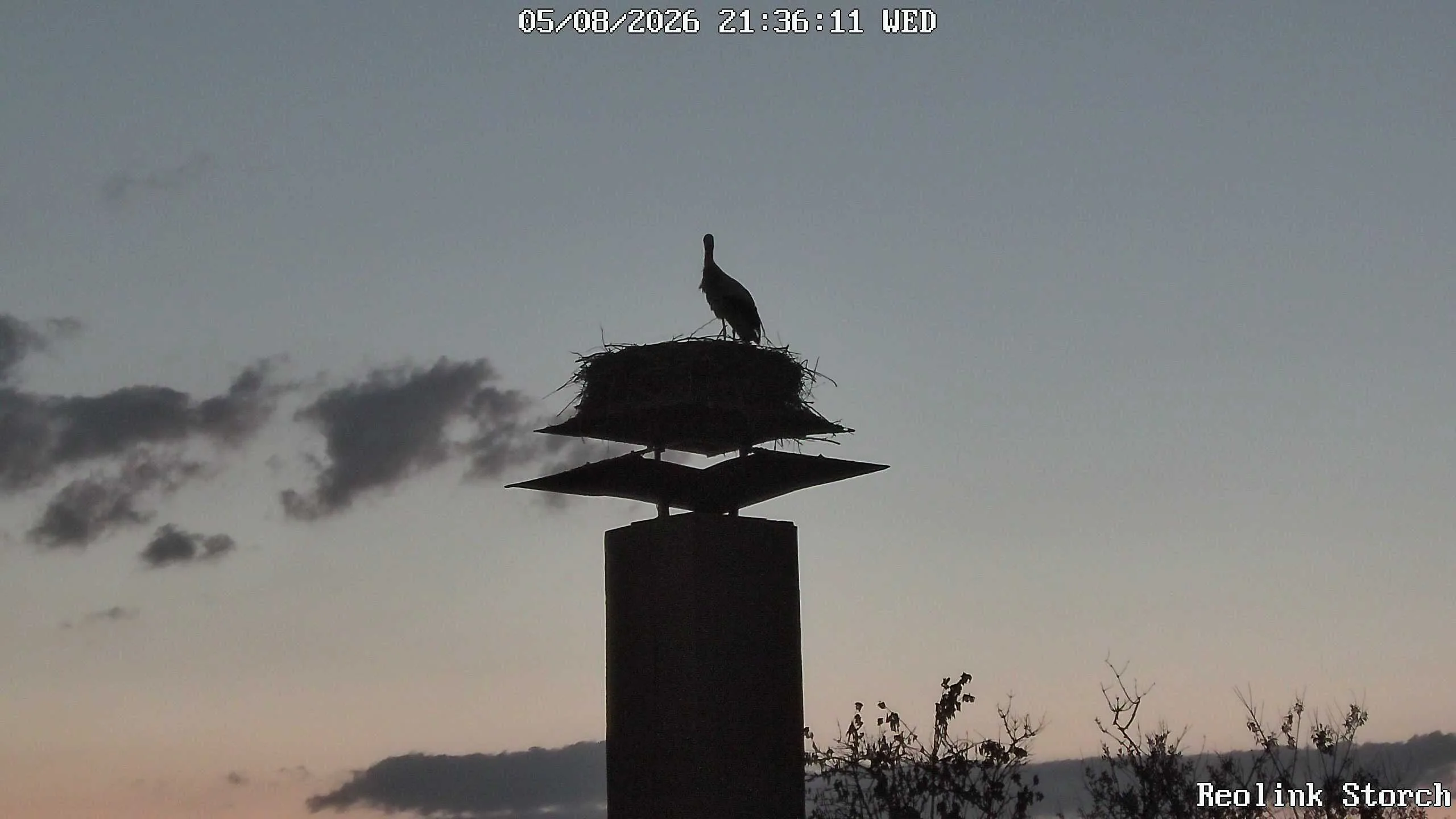 Storchencam Bild