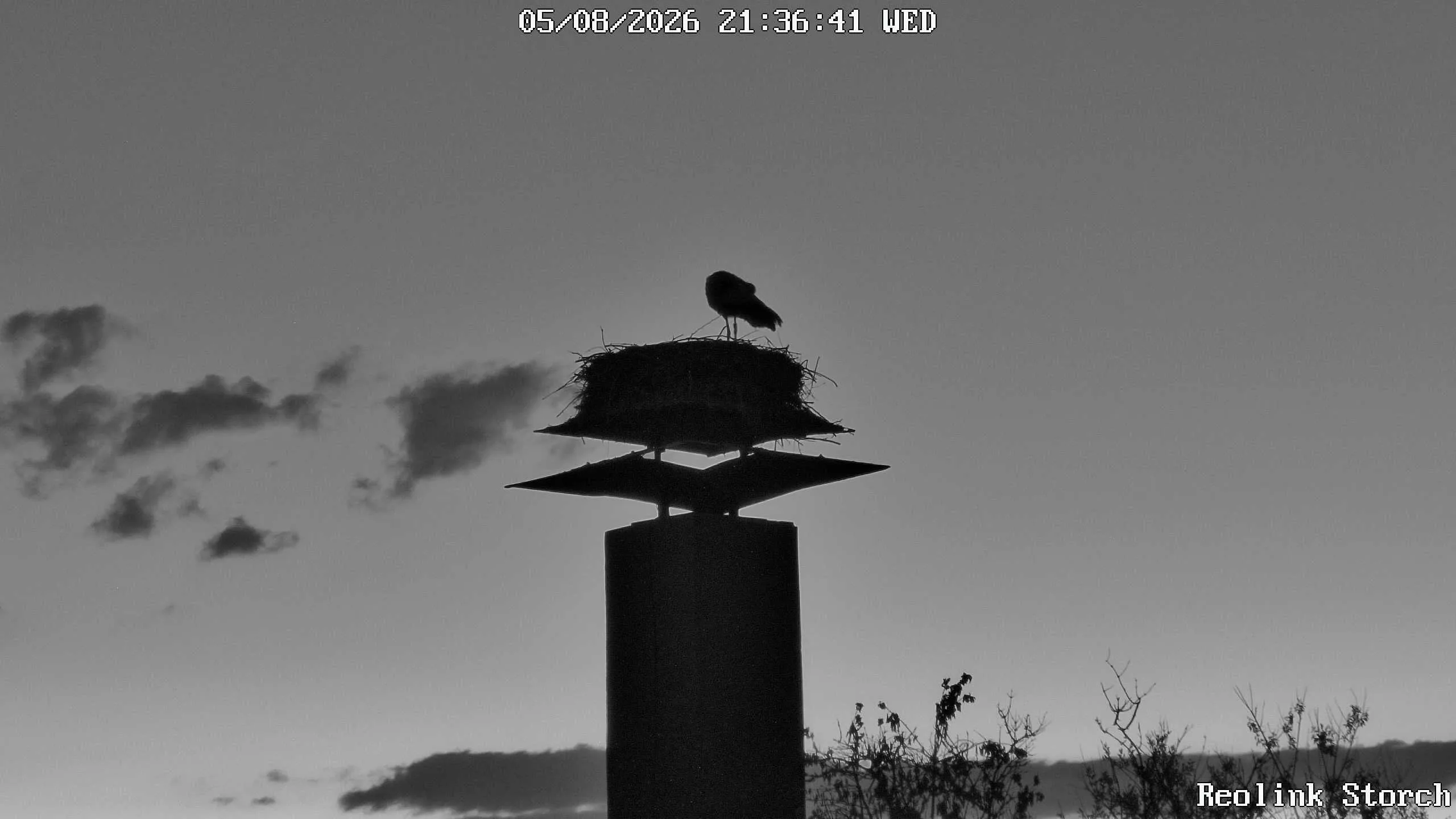 Storchencam Bild