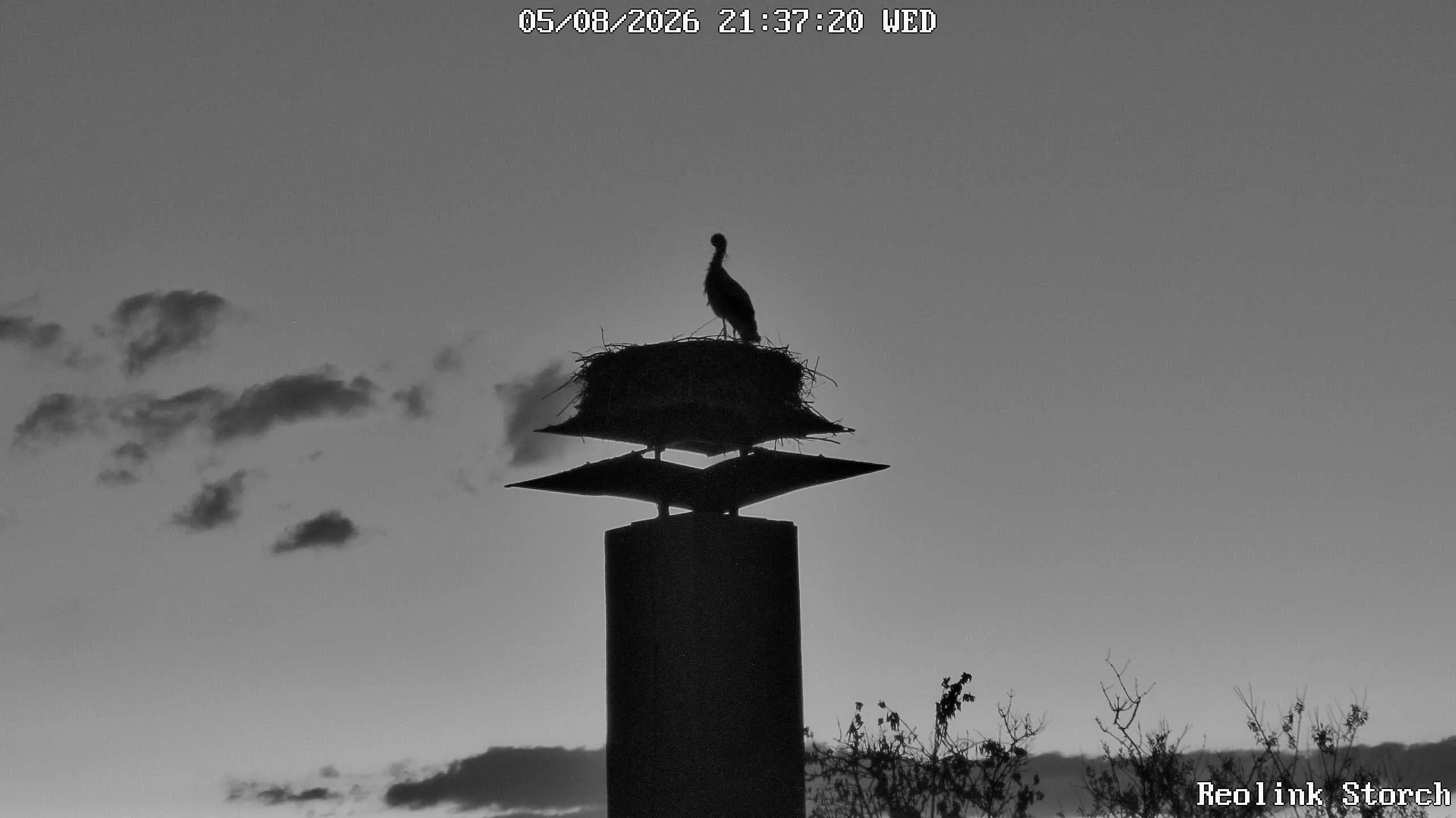 Storchencam Bild