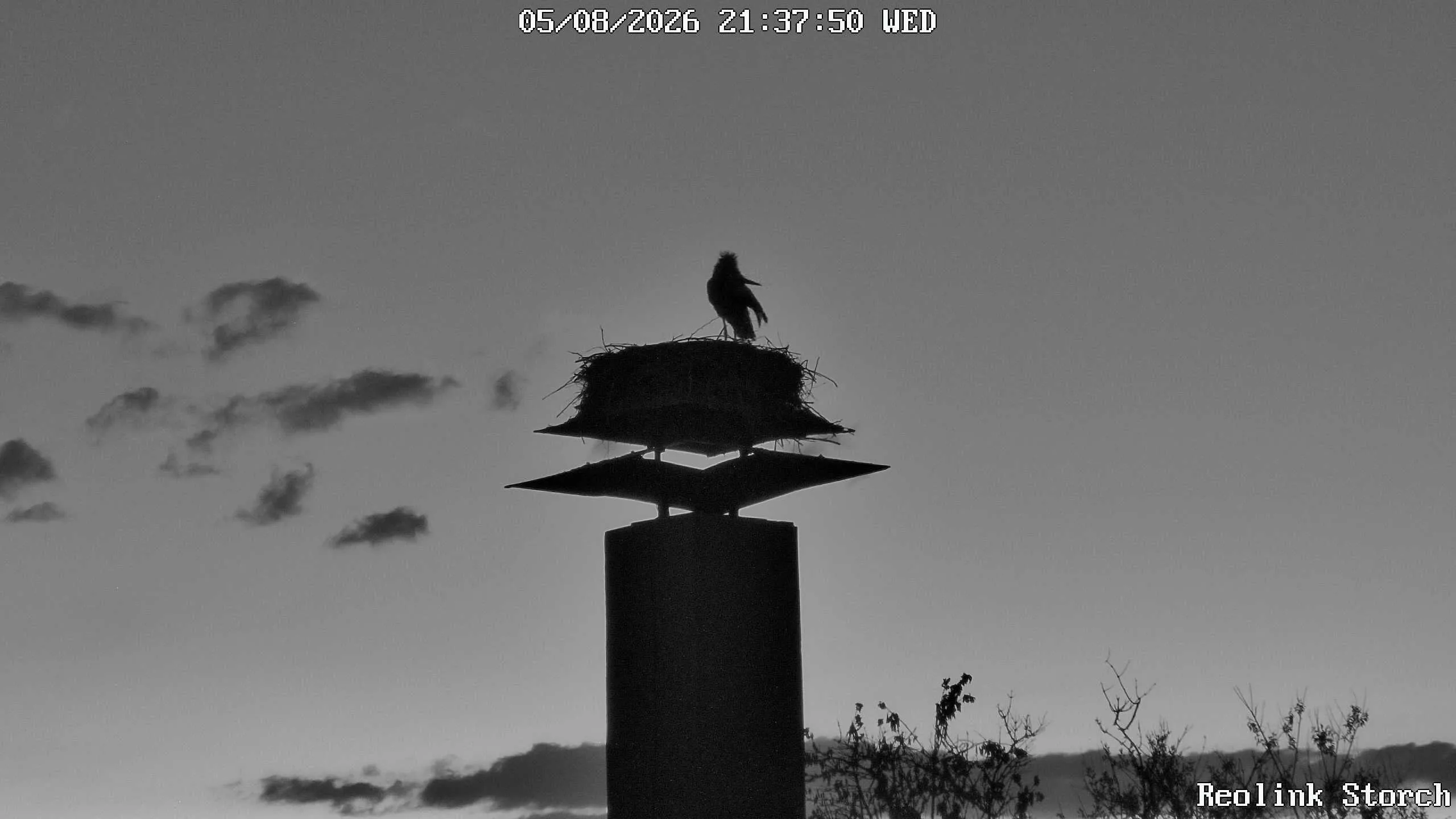 Storchencam Bild