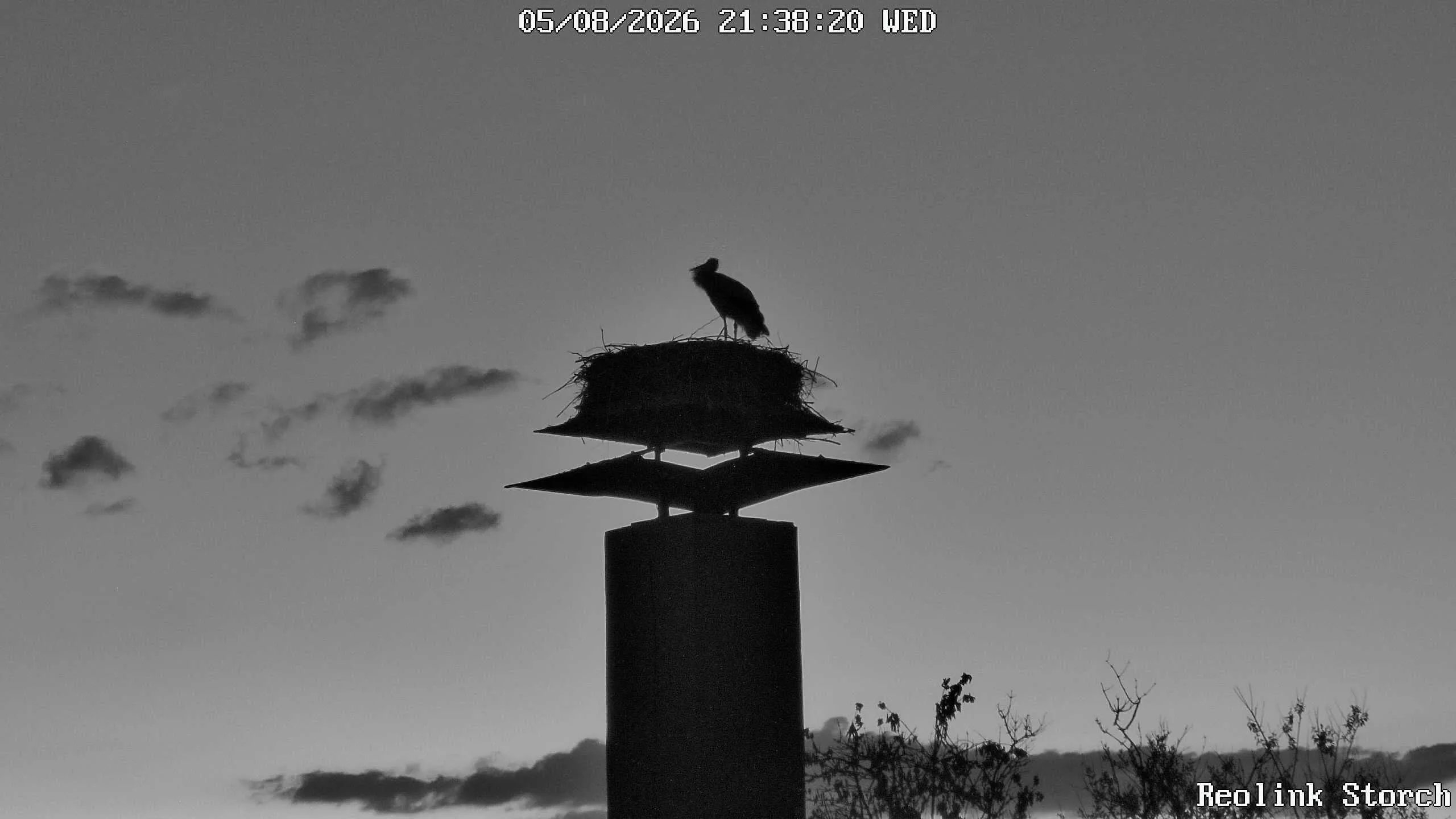 Storchencam Bild