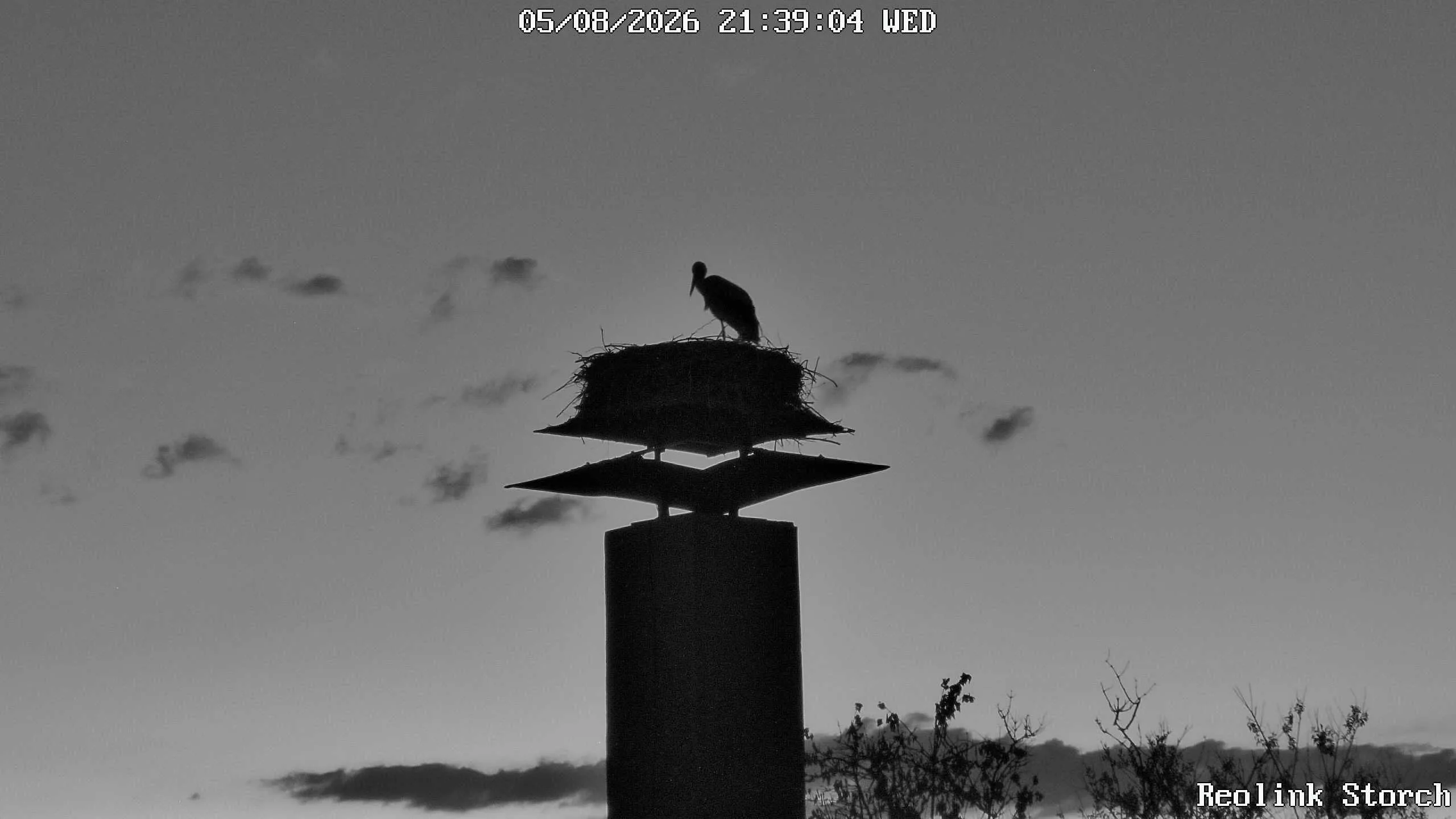Storchencam Bild