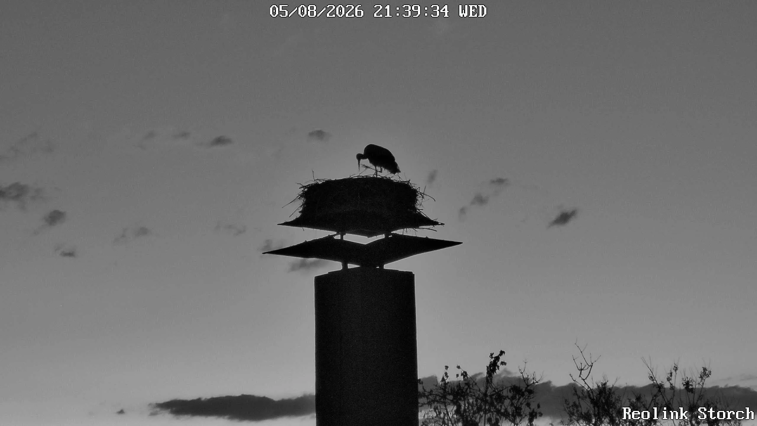 Storchencam Bild