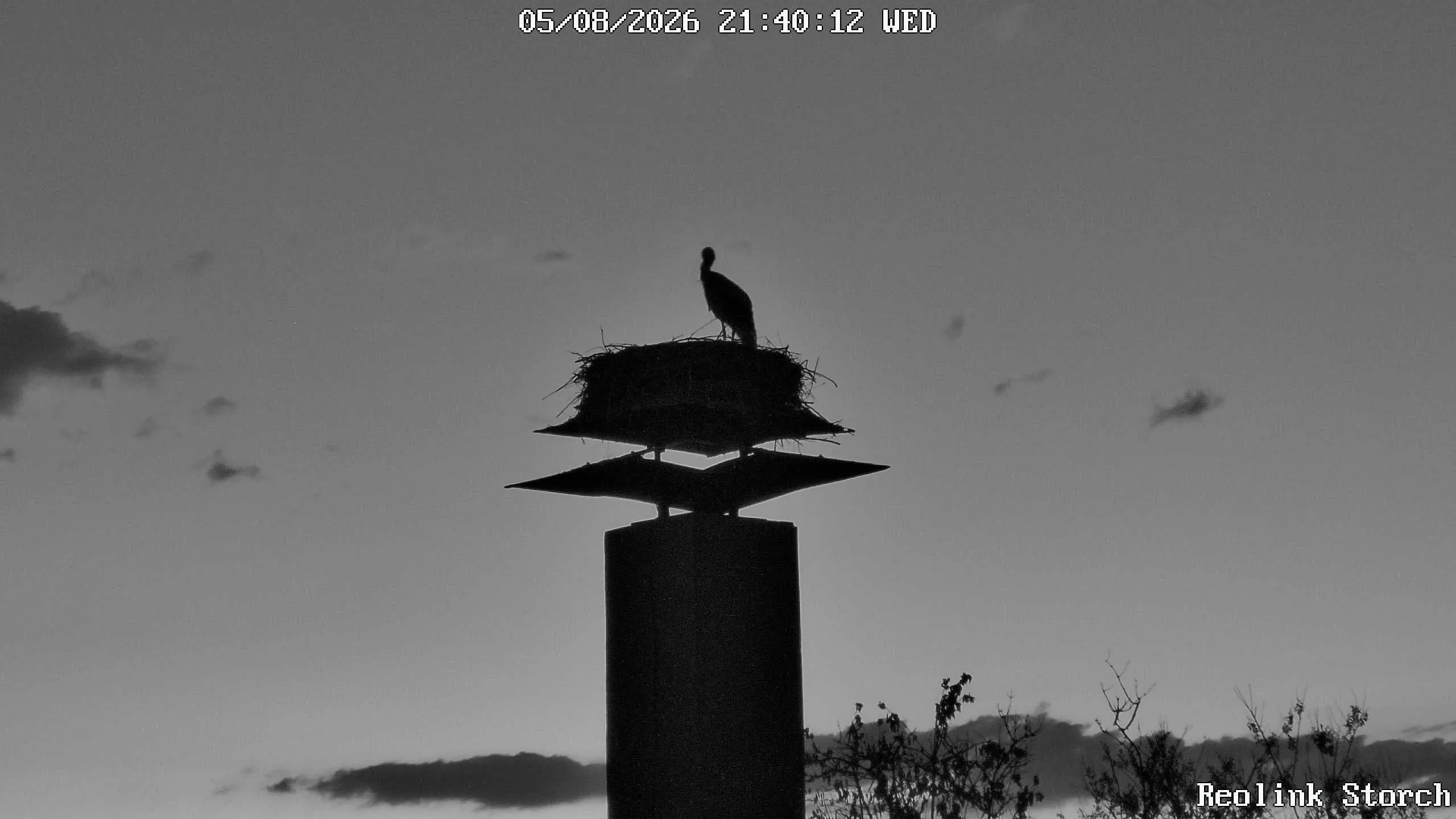 Storchencam Bild