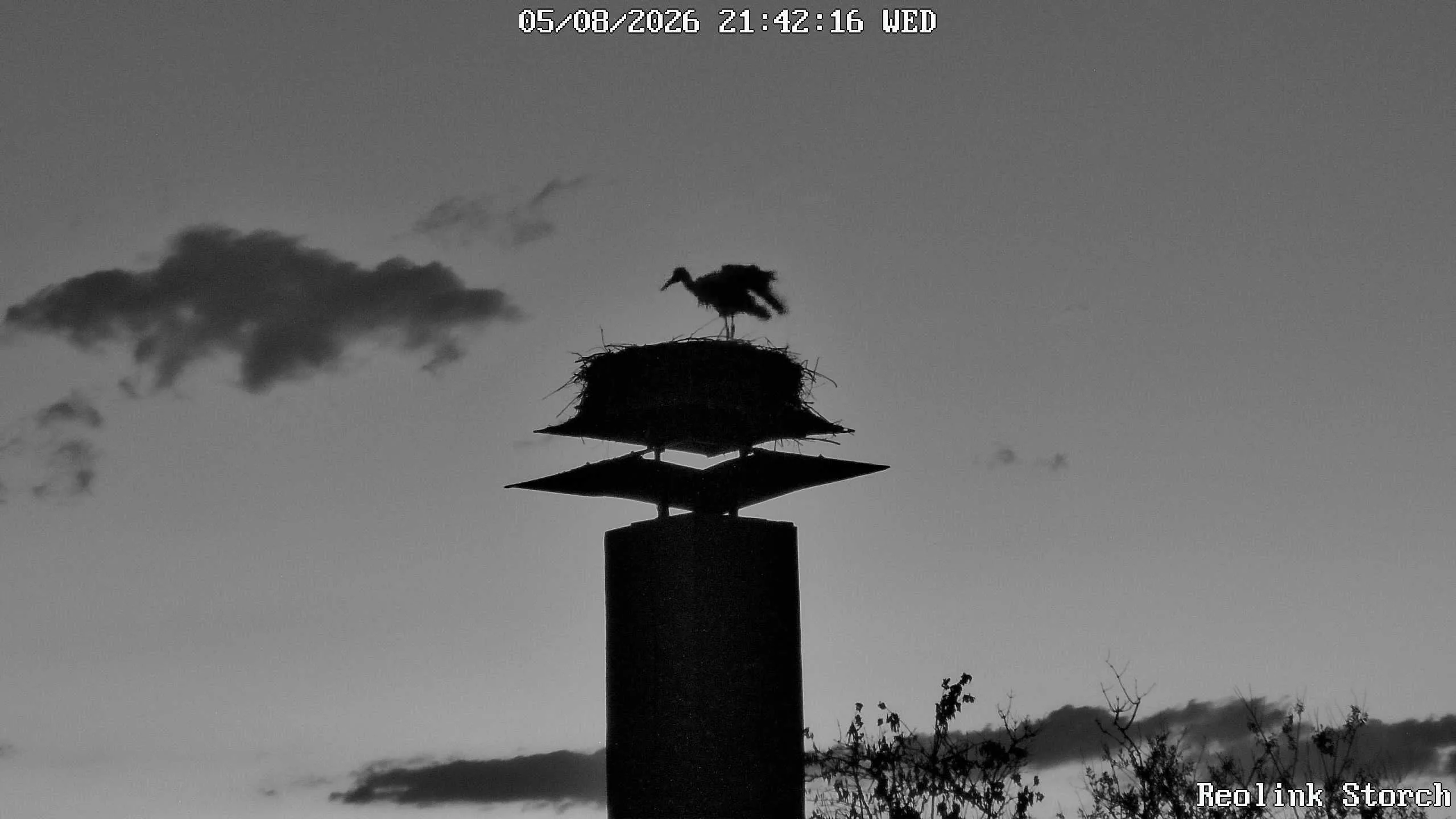 Storchencam Bild