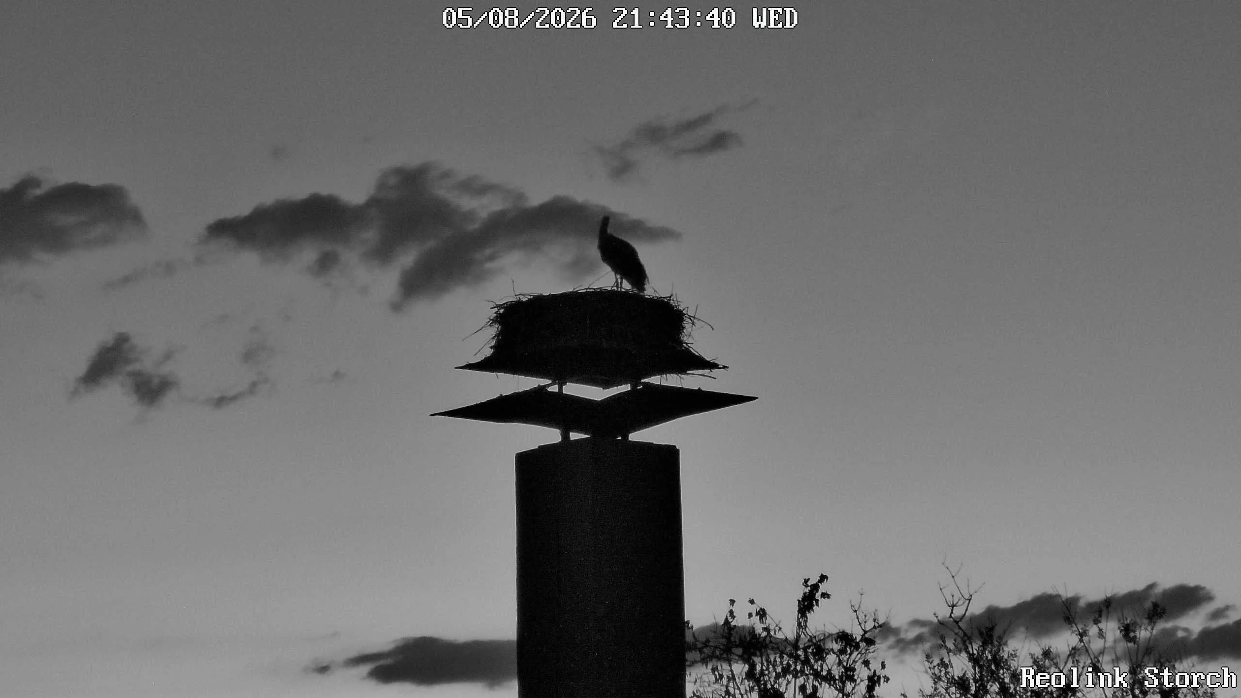 Storchencam Bild