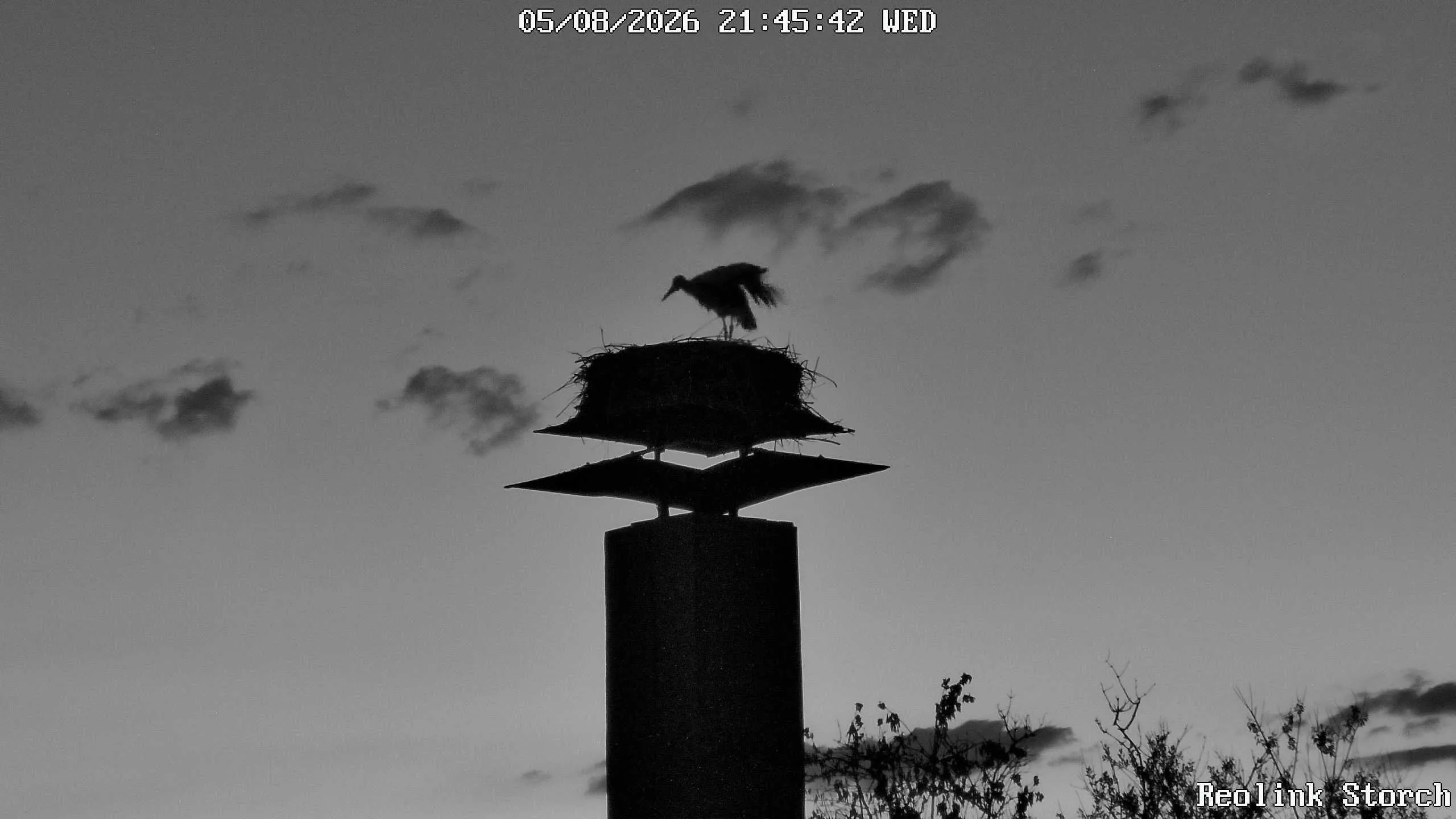 Storchencam Bild