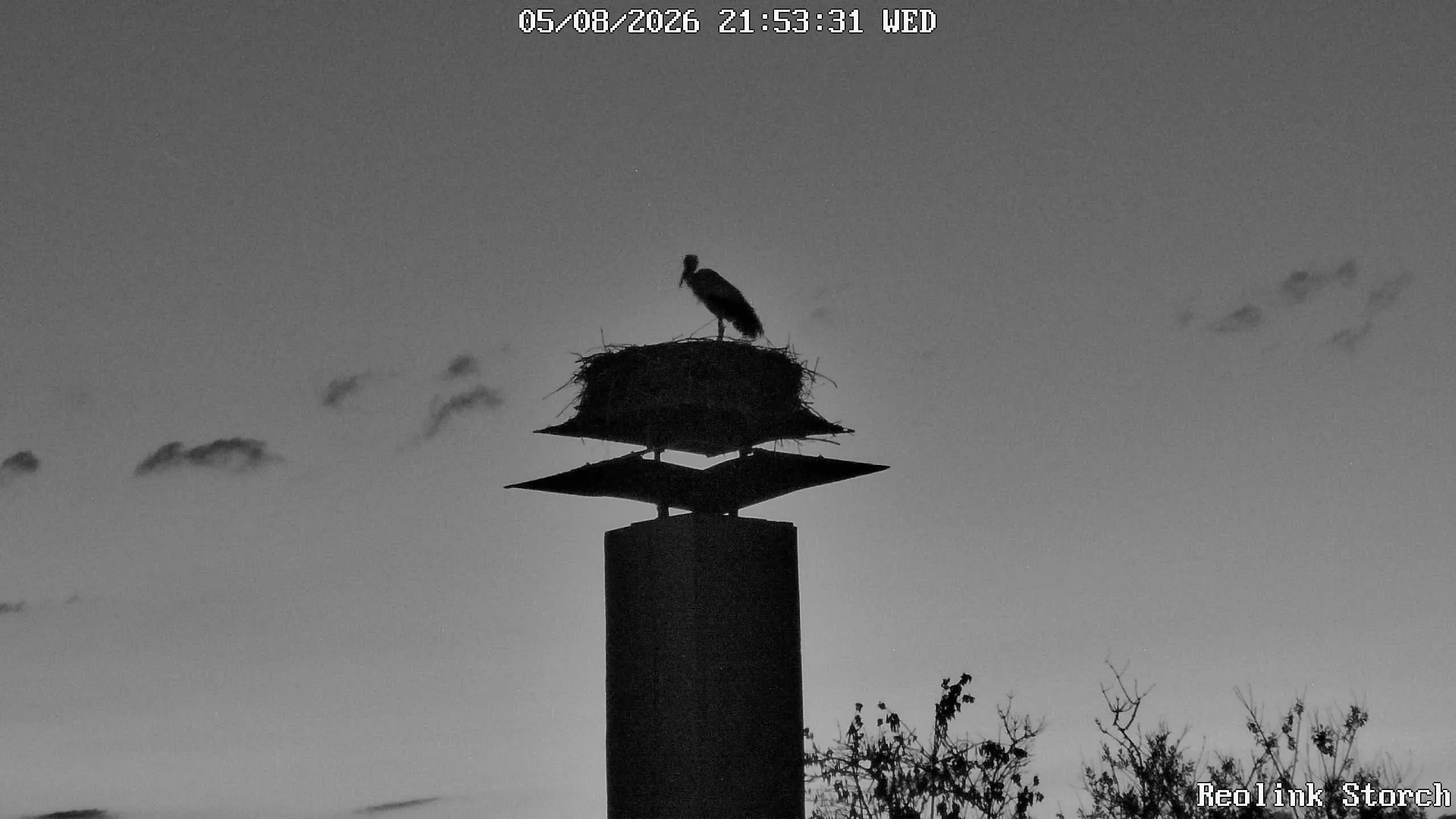 Storchencam Bild