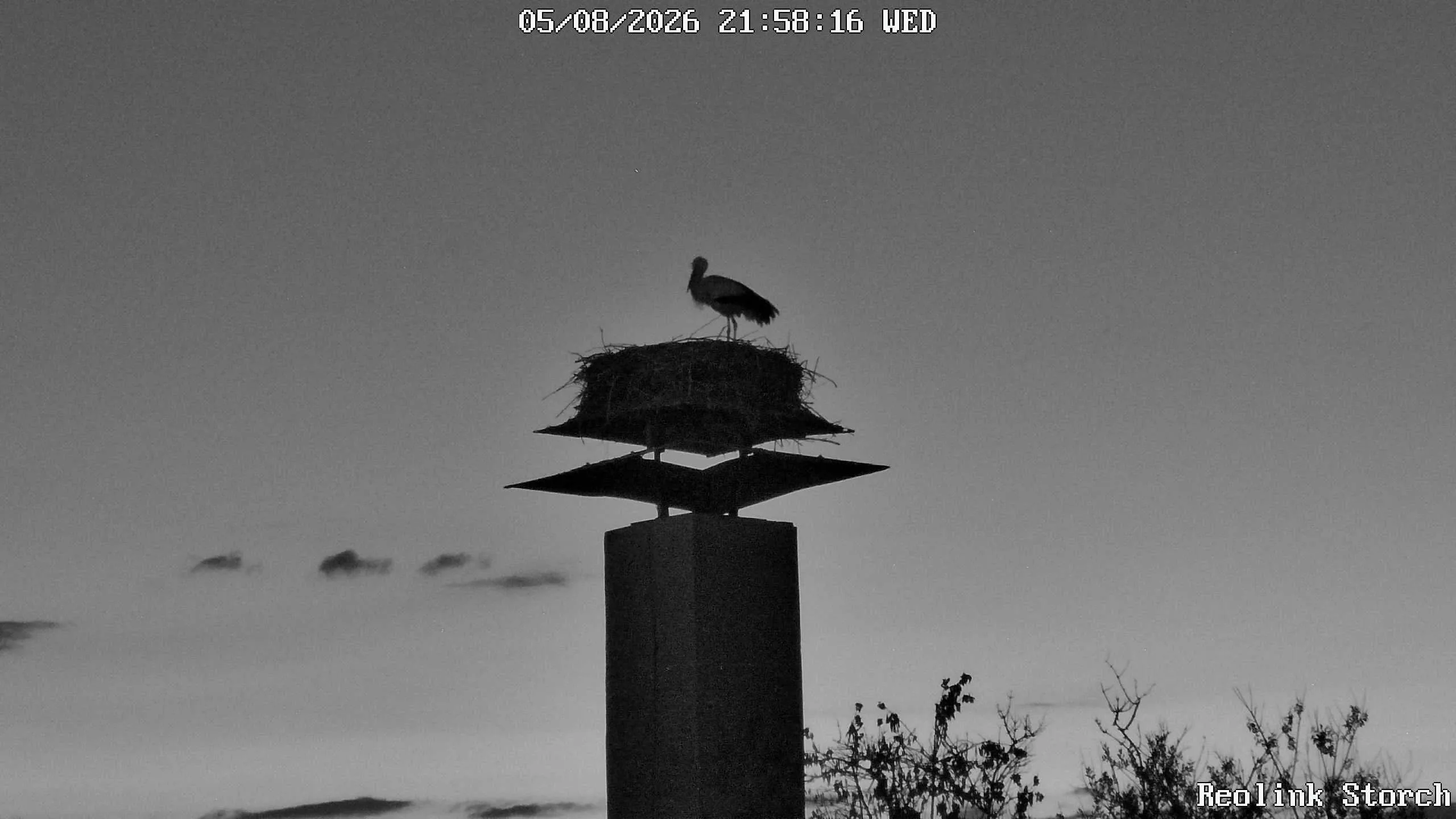Storchencam Bild