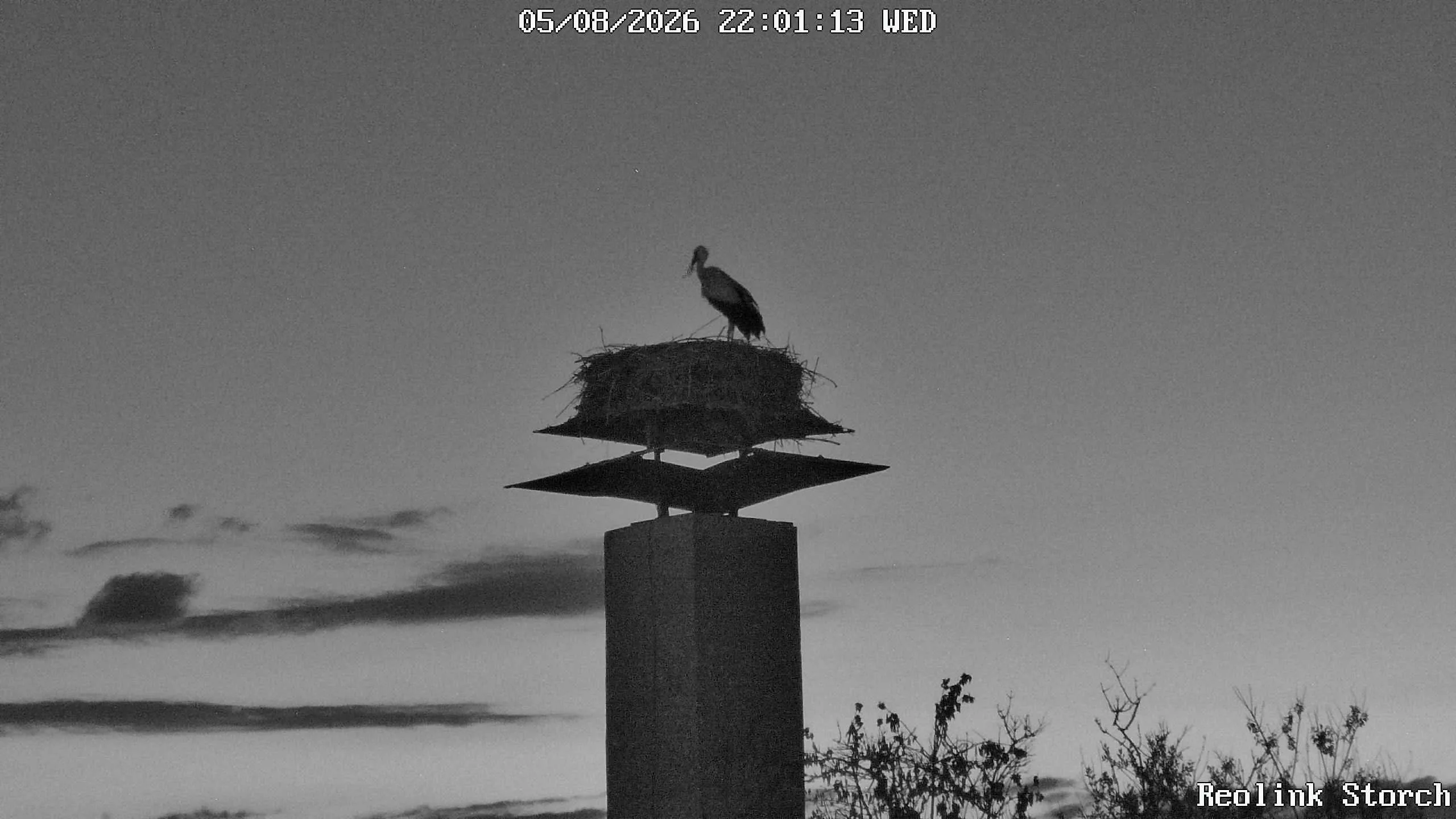 Storchencam Bild