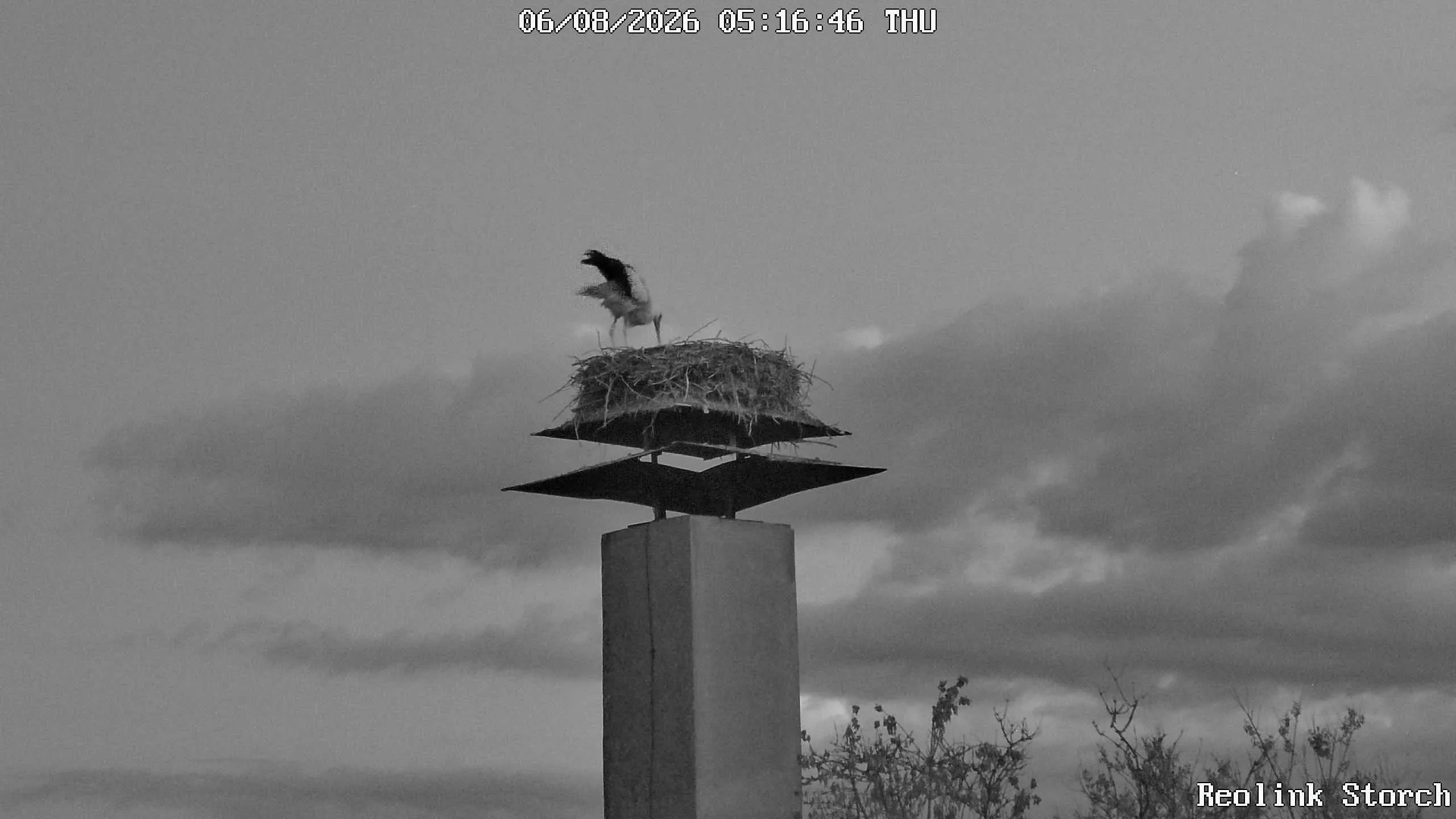 Storchencam Bild