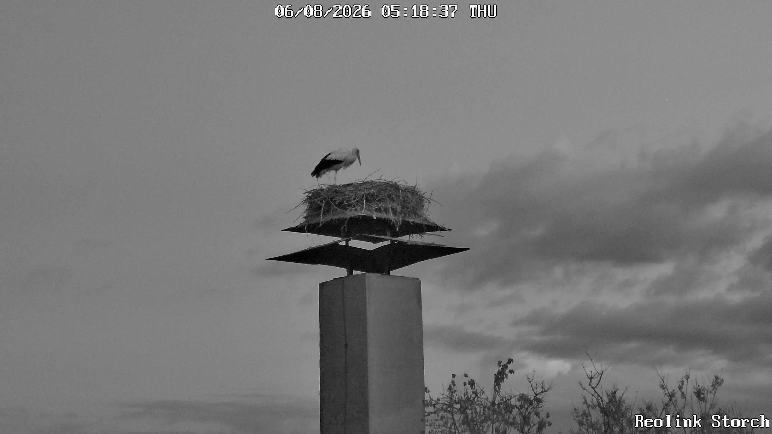 Storchencam Bild