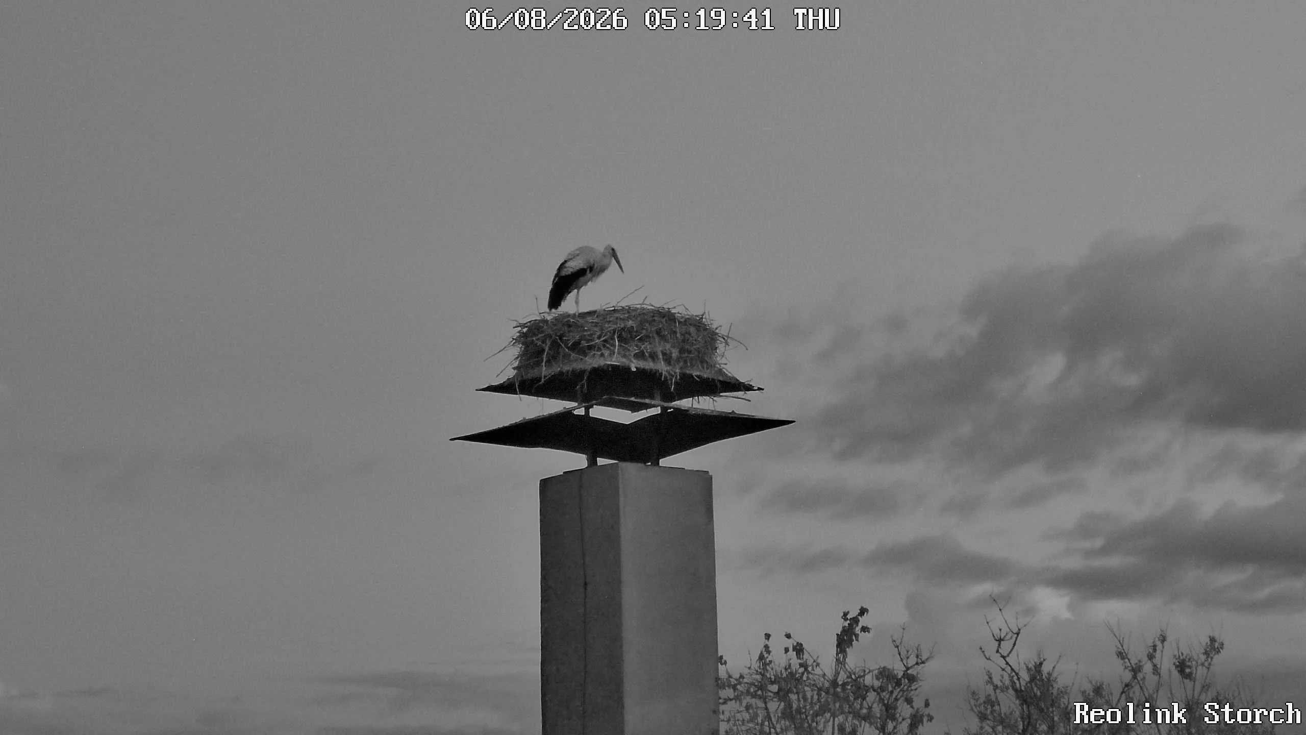 Storchencam Bild