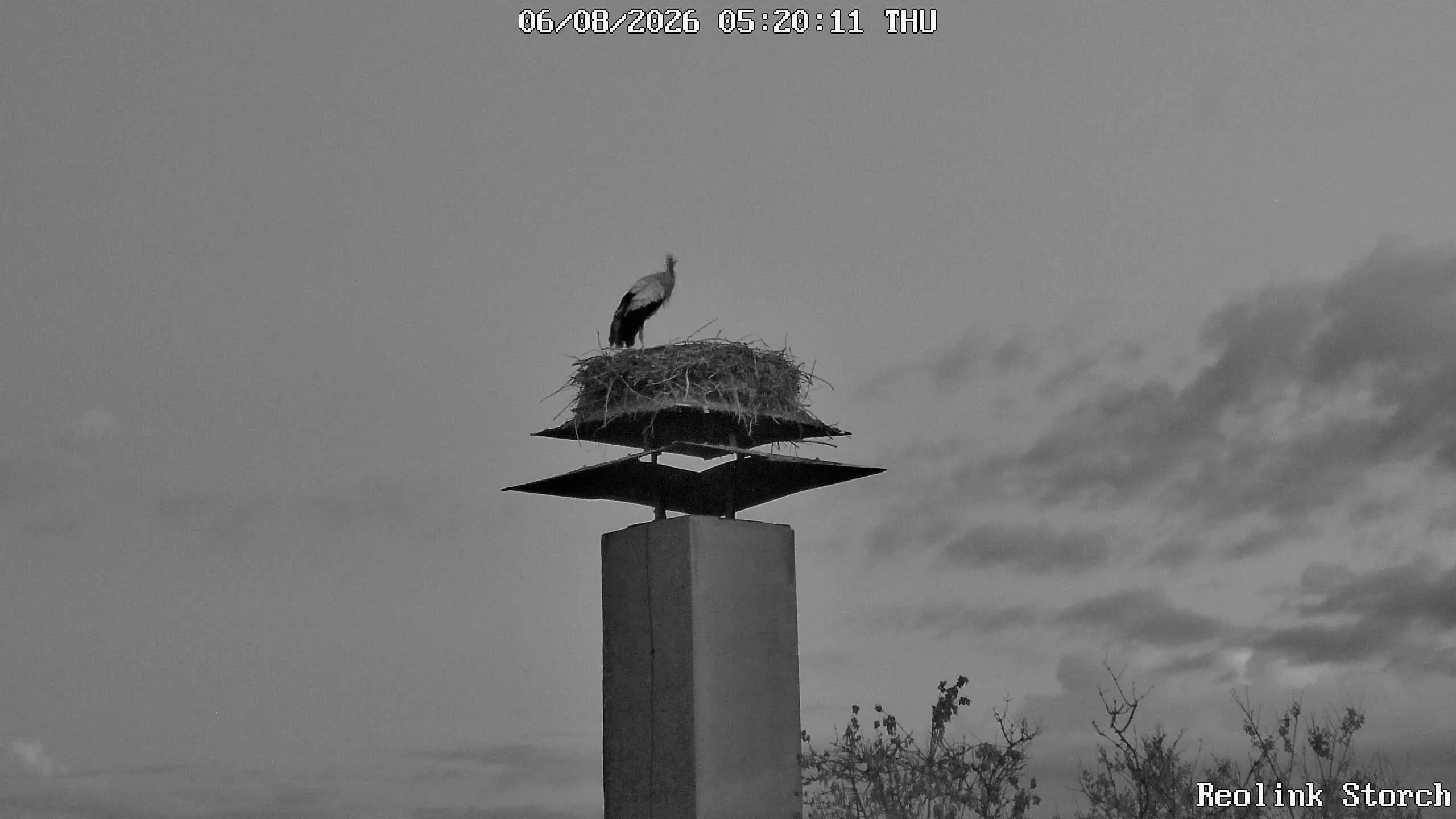 Storchencam Bild