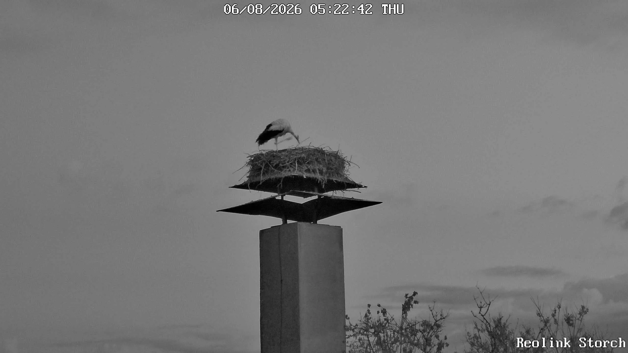 Storchencam Bild