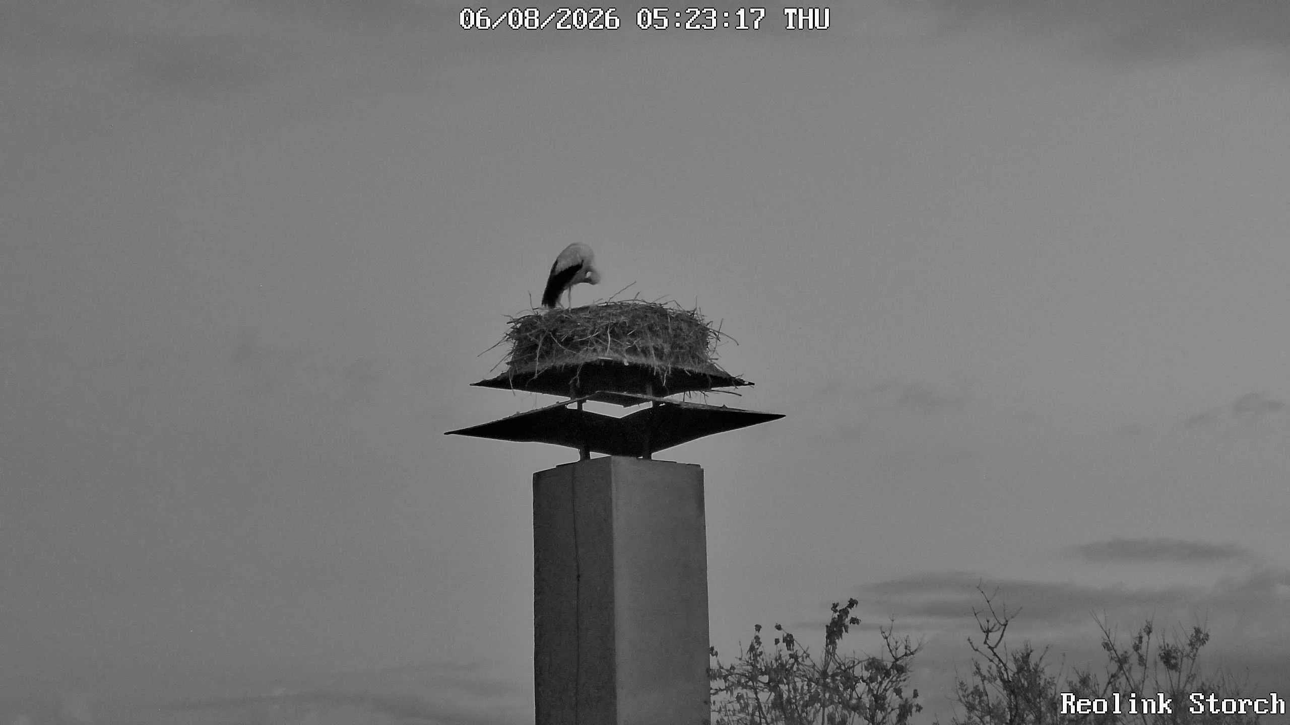 Storchencam Bild