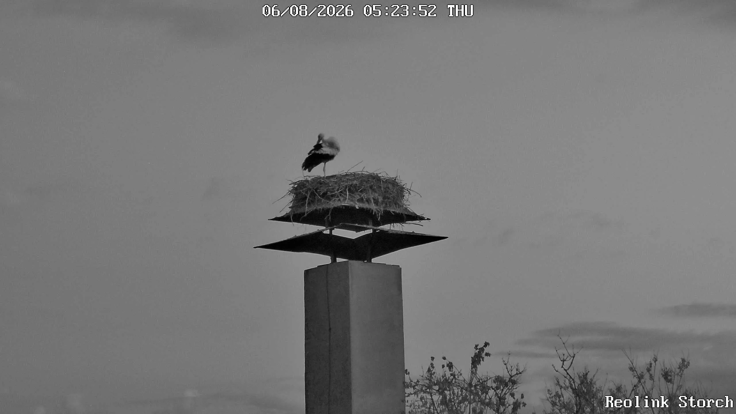 Storchencam Bild